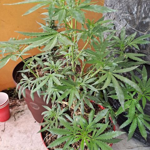 TB4 growlog timeline photo