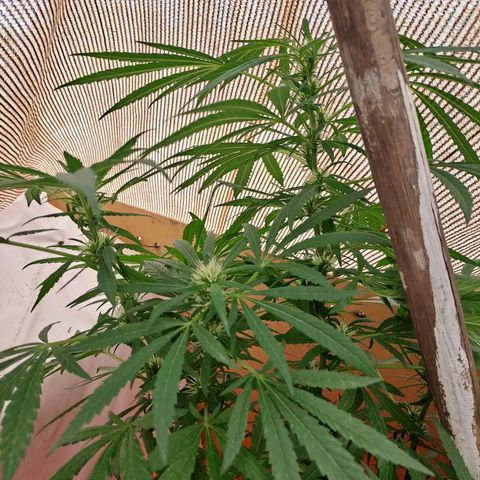 TB4 growlog timeline photo
