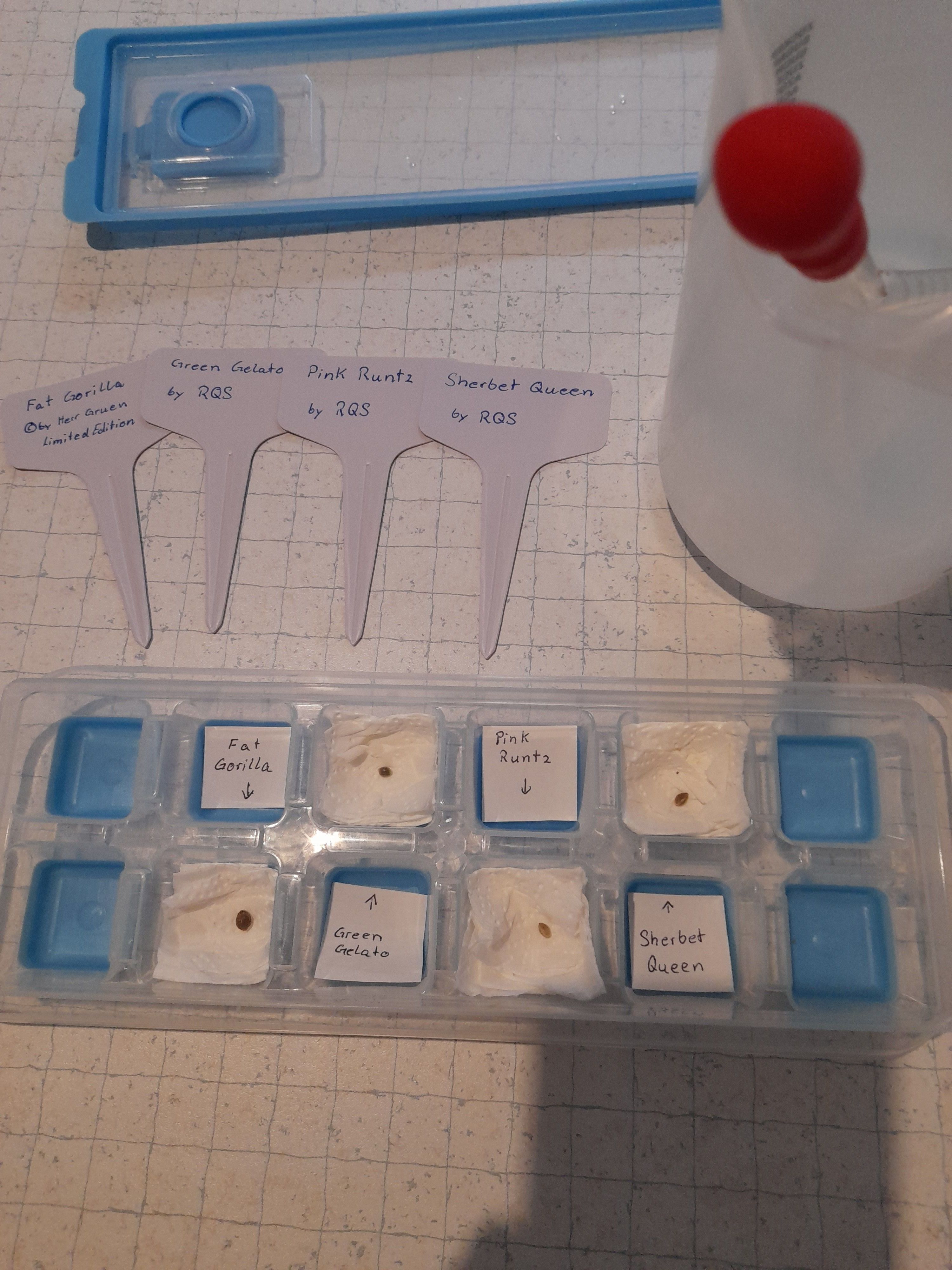Fat Gorilla growlog photo 1