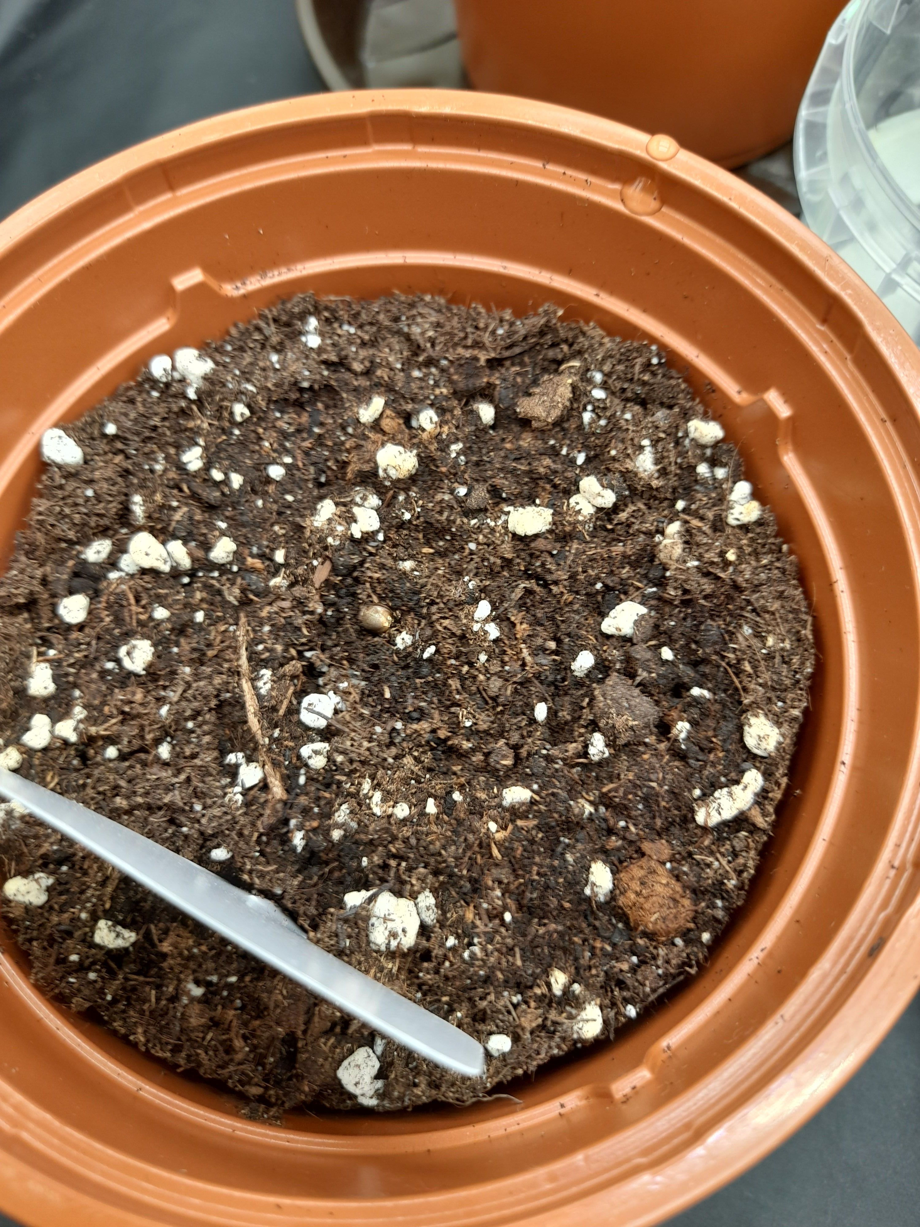 Fat Gorilla growlog photo 2