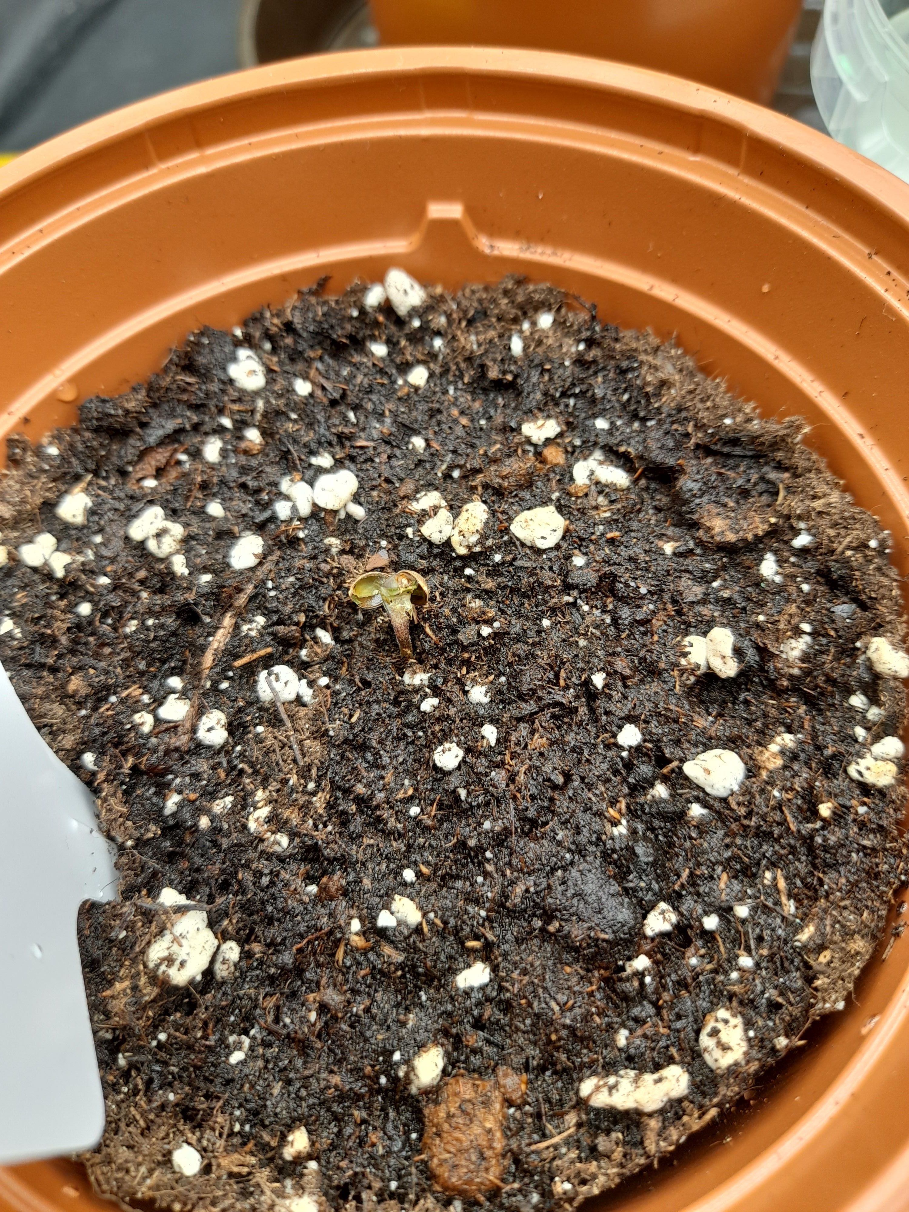 Fat Gorilla growlog photo 3