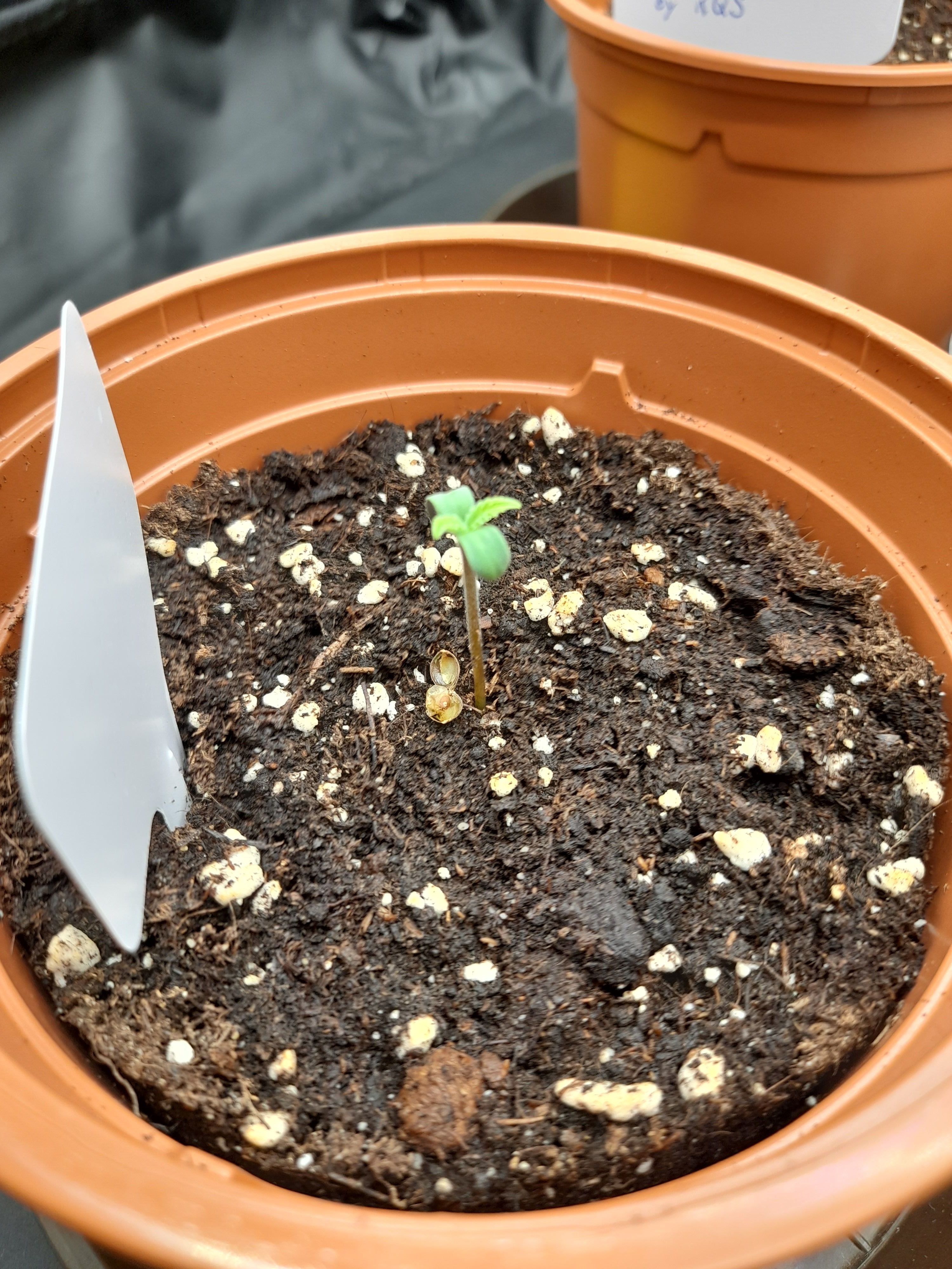 Fat Gorilla growlog photo 4