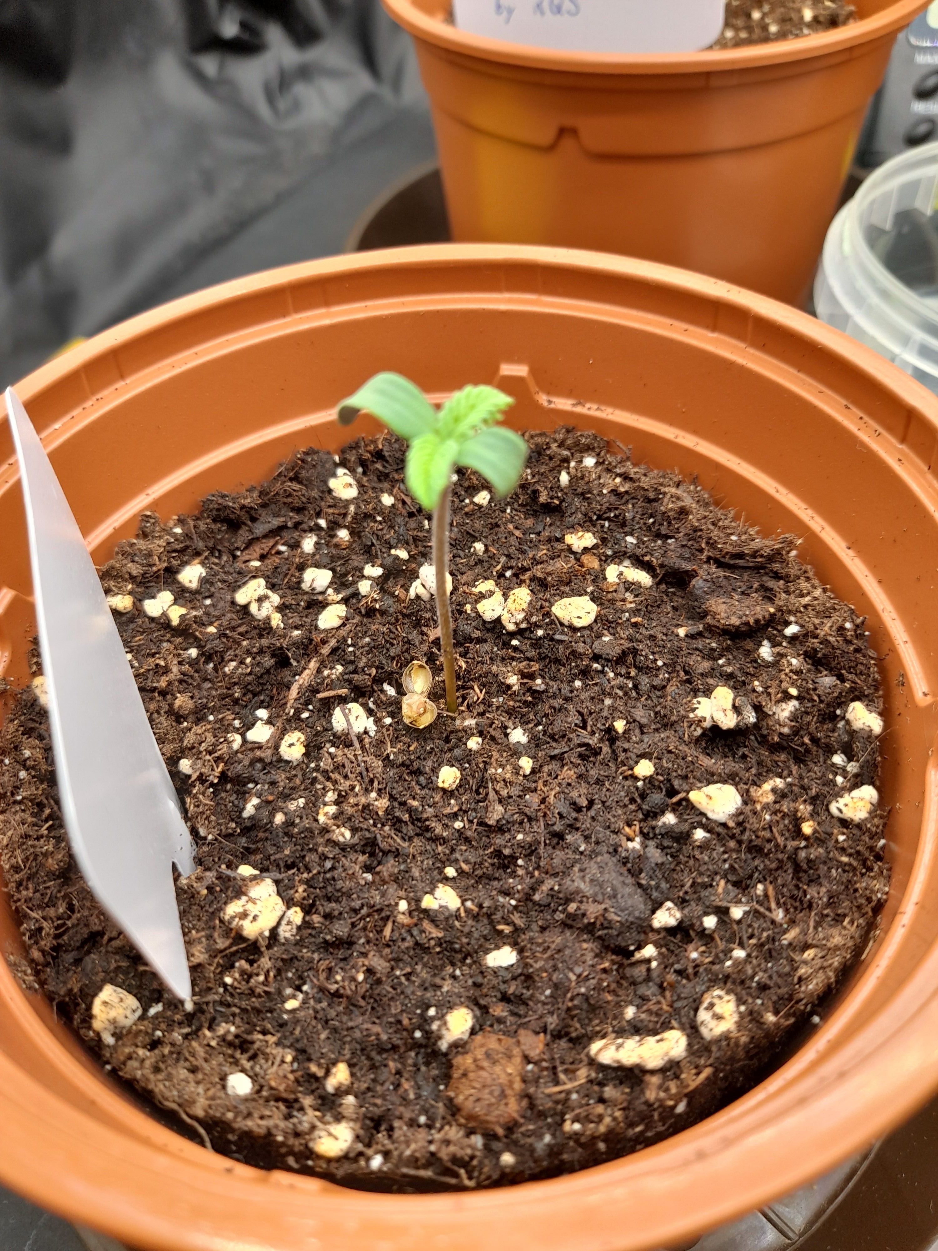 Fat Gorilla growlog photo 5