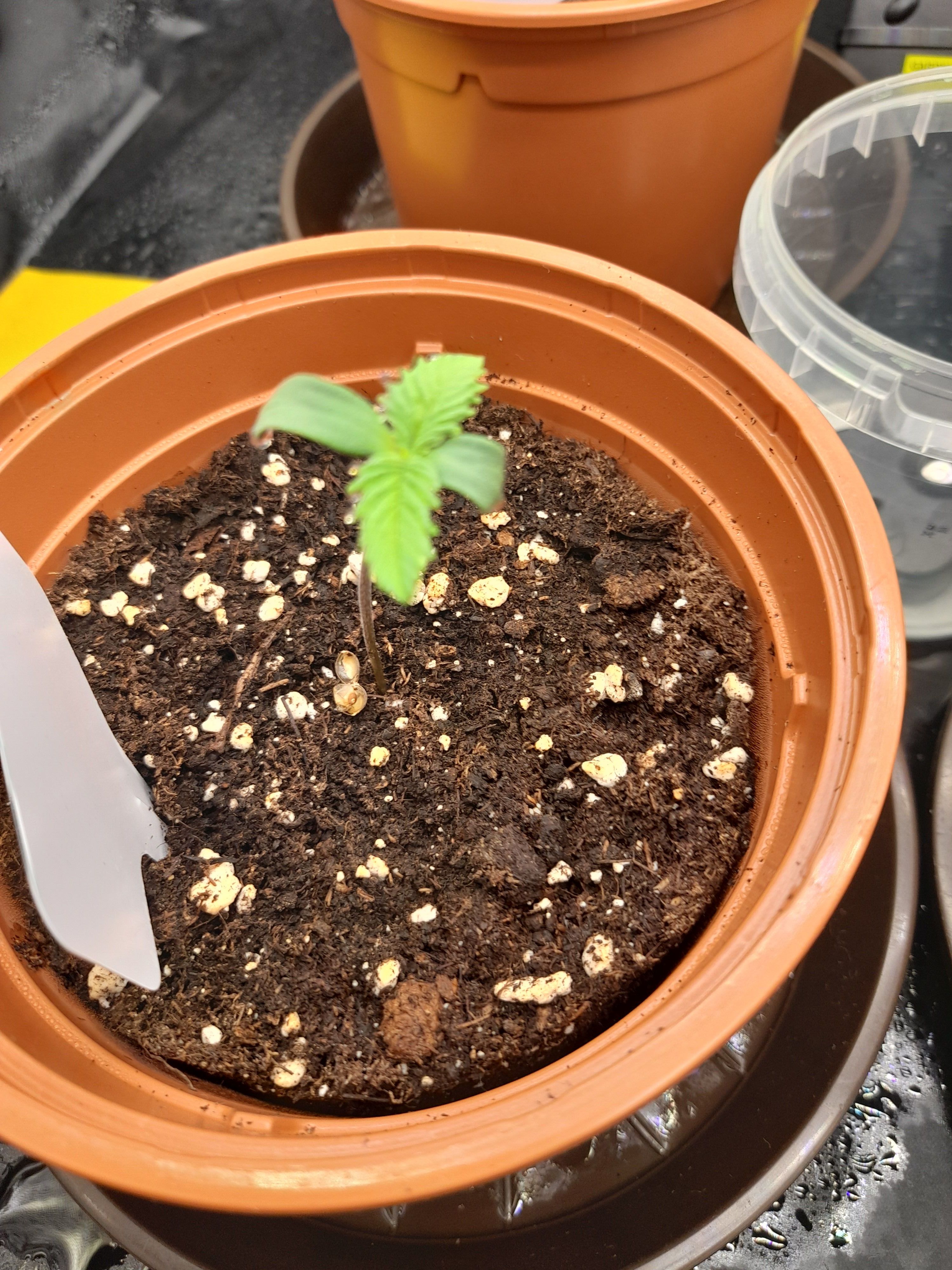 Fat Gorilla growlog photo 6