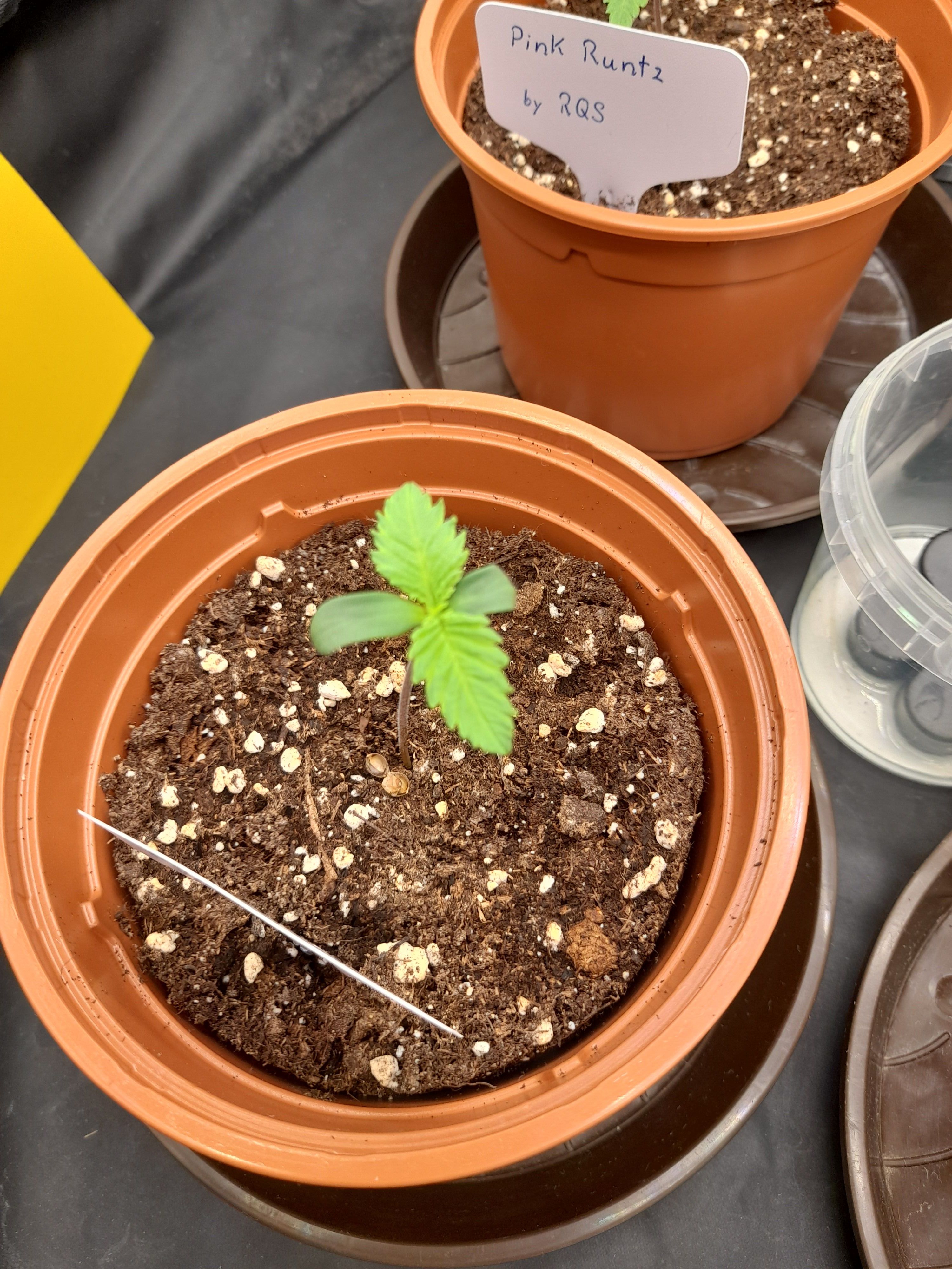 Fat Gorilla growlog photo 7