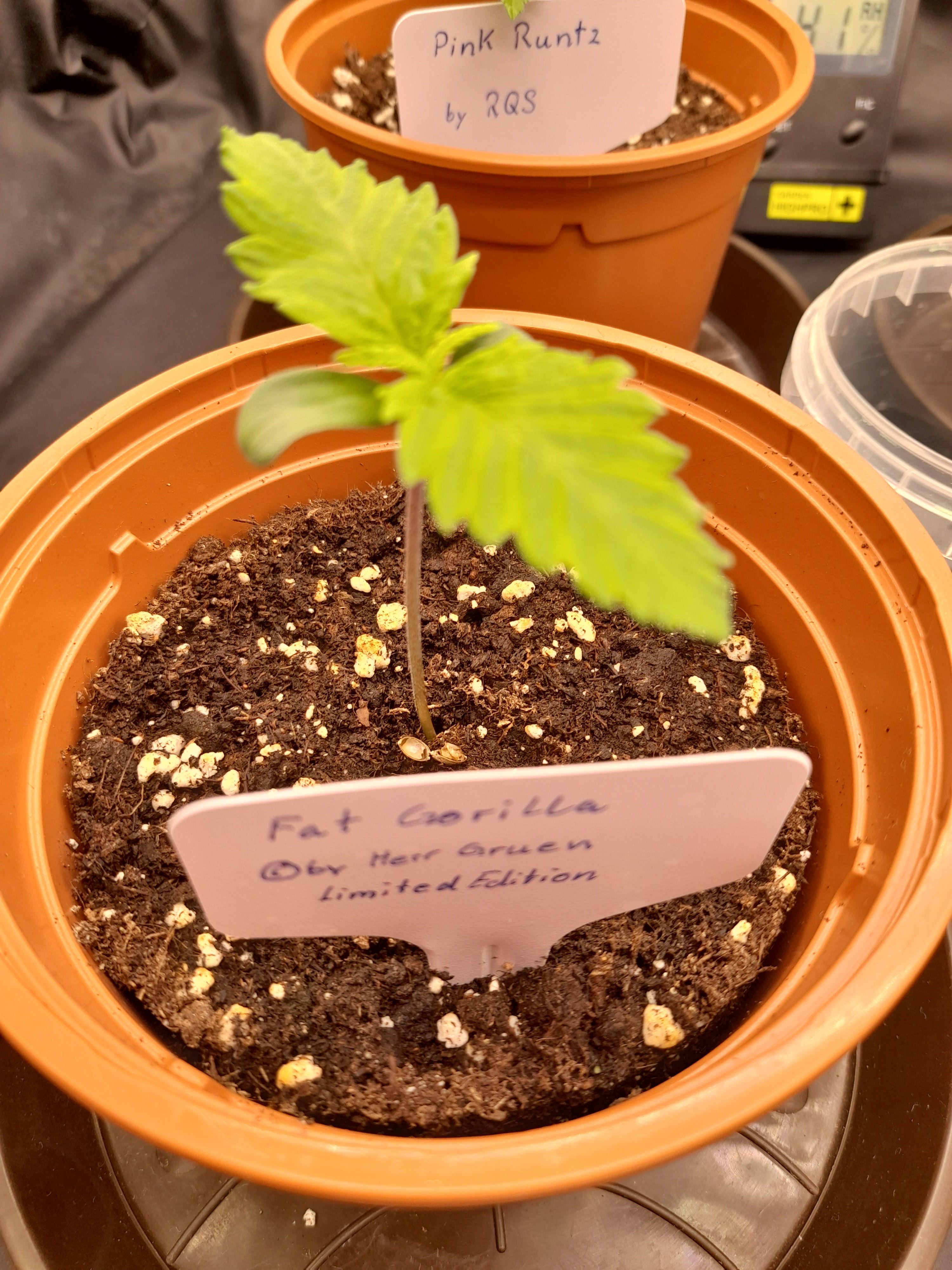 Fat Gorilla growlog photo 9