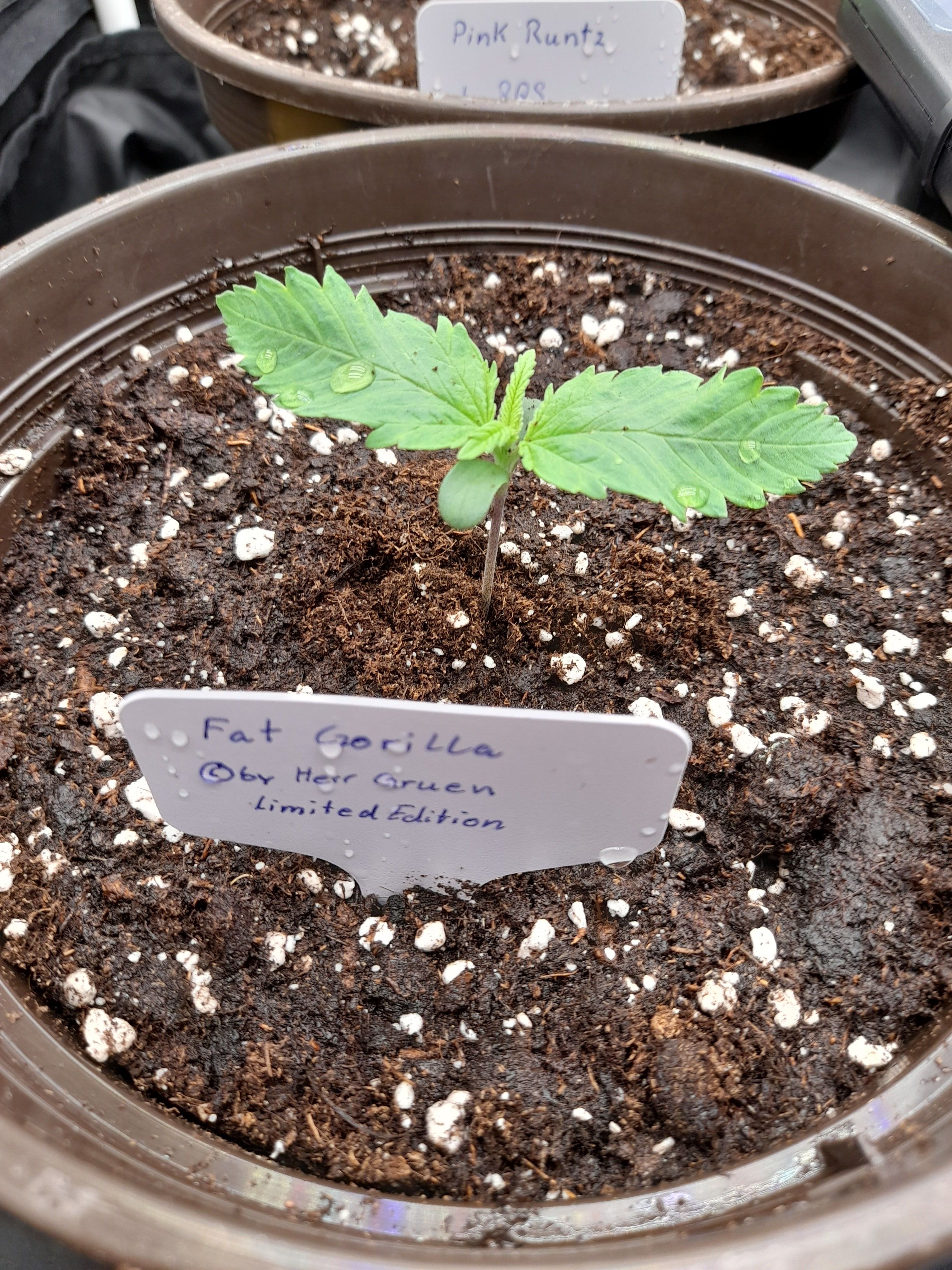 Fat Gorilla growlog photo 11