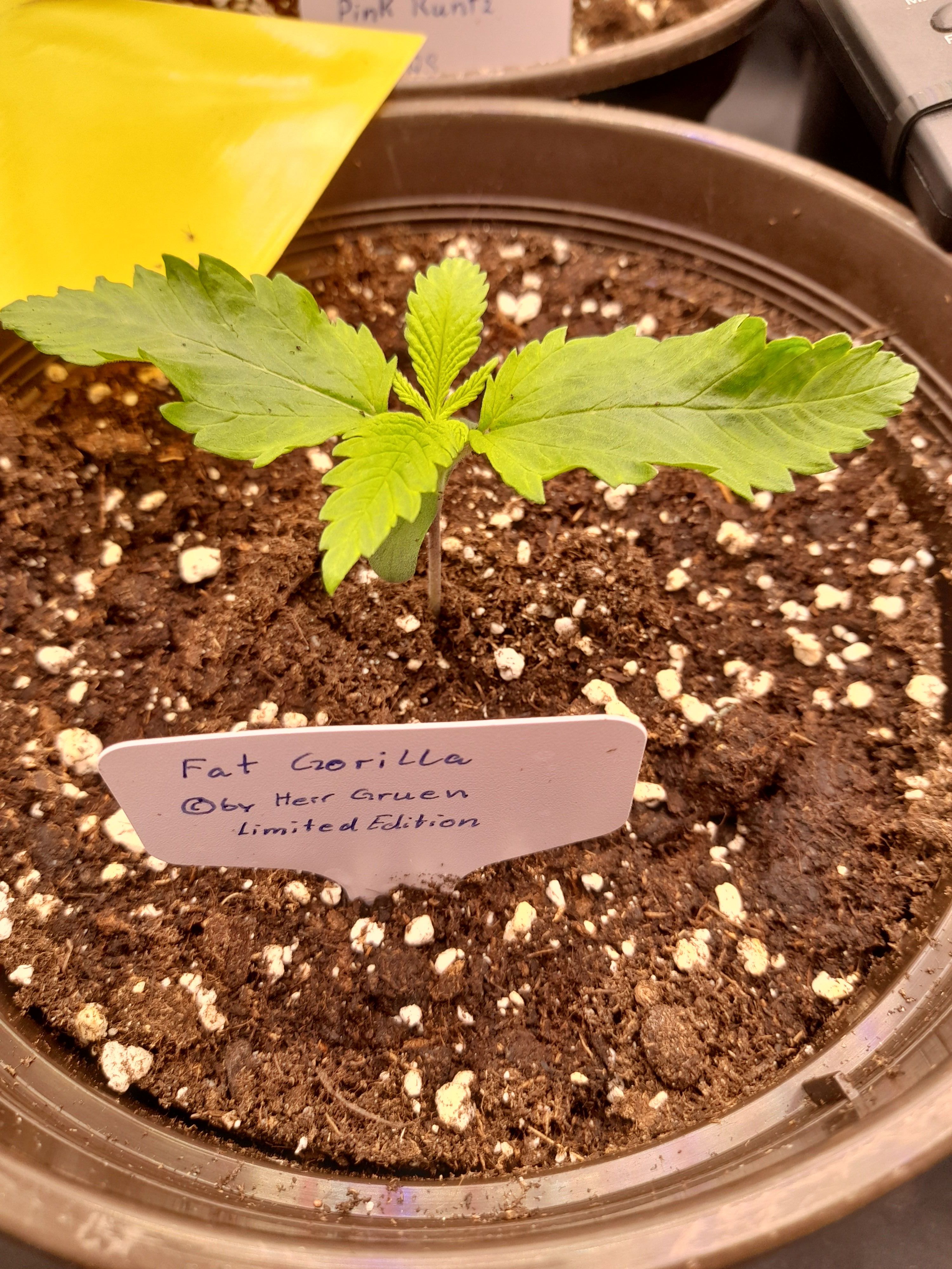 Fat Gorilla growlog photo 13