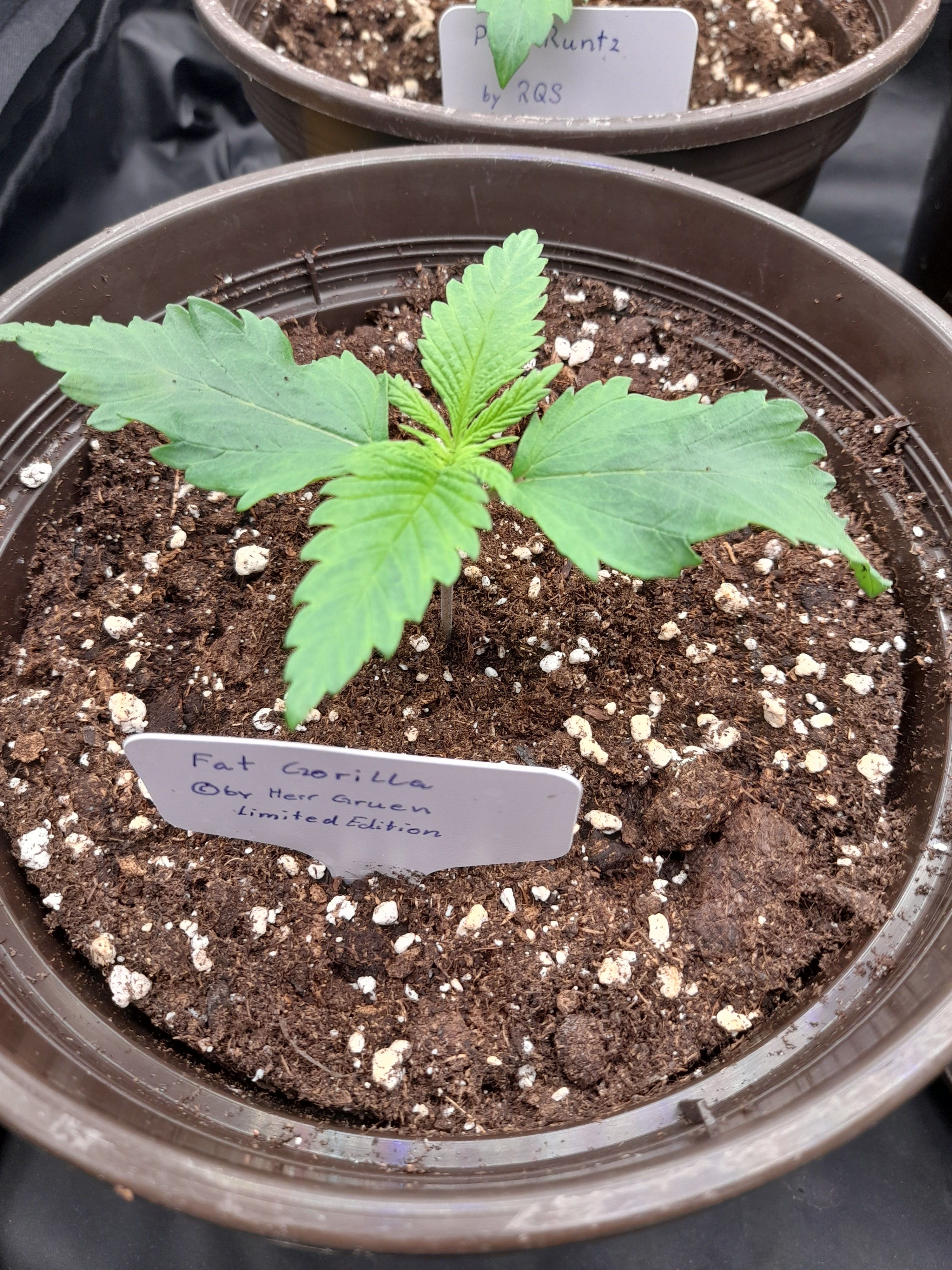 Fat Gorilla growlog photo 14