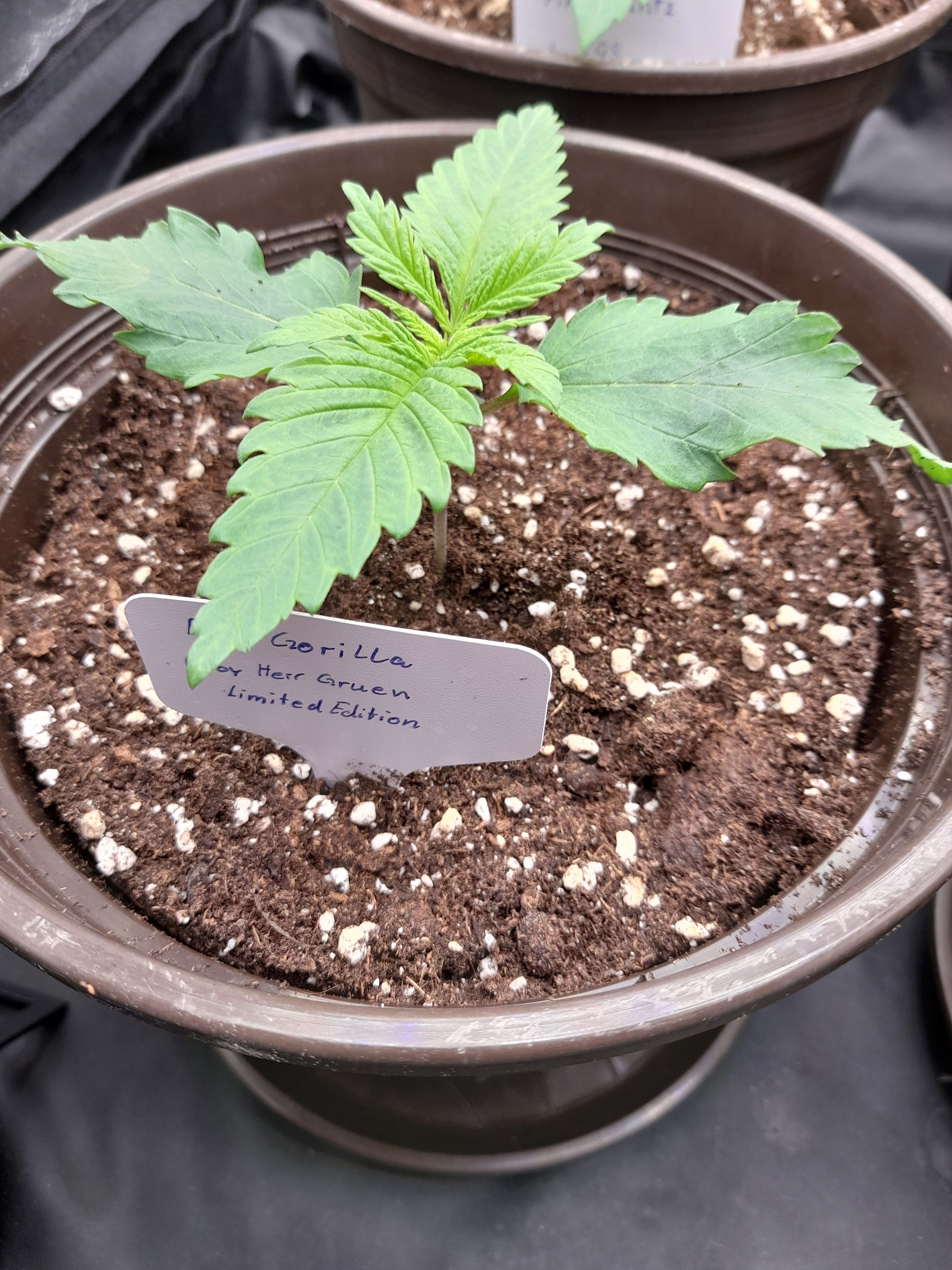 Fat Gorilla growlog photo 15