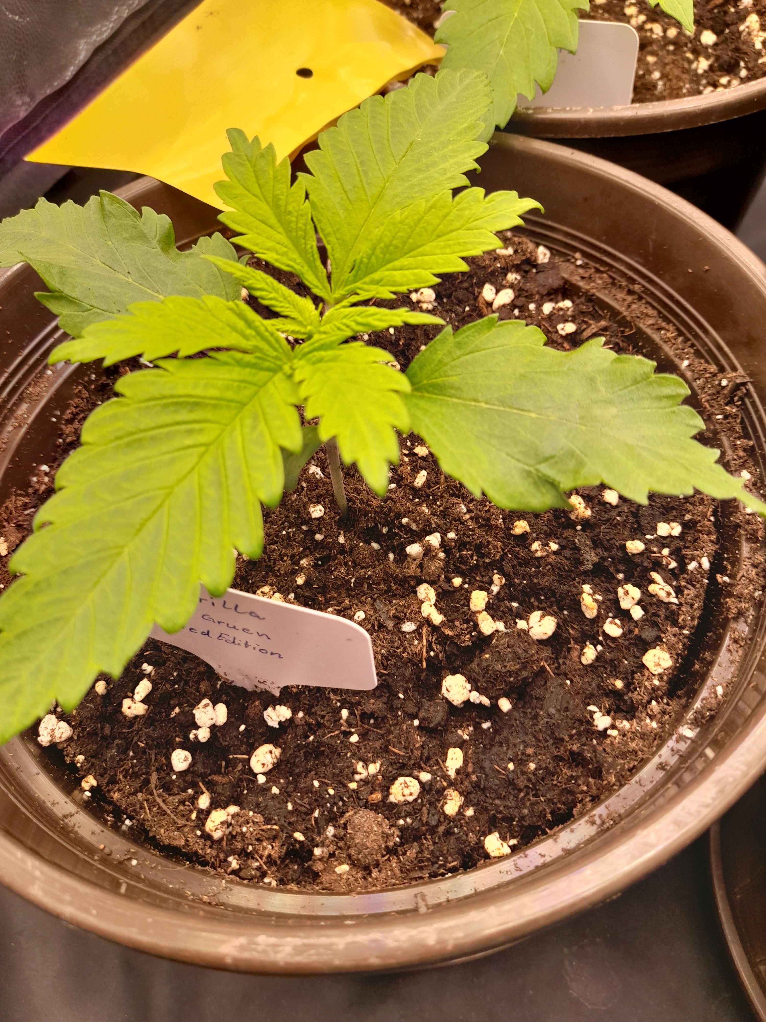 Fat Gorilla growlog photo 16