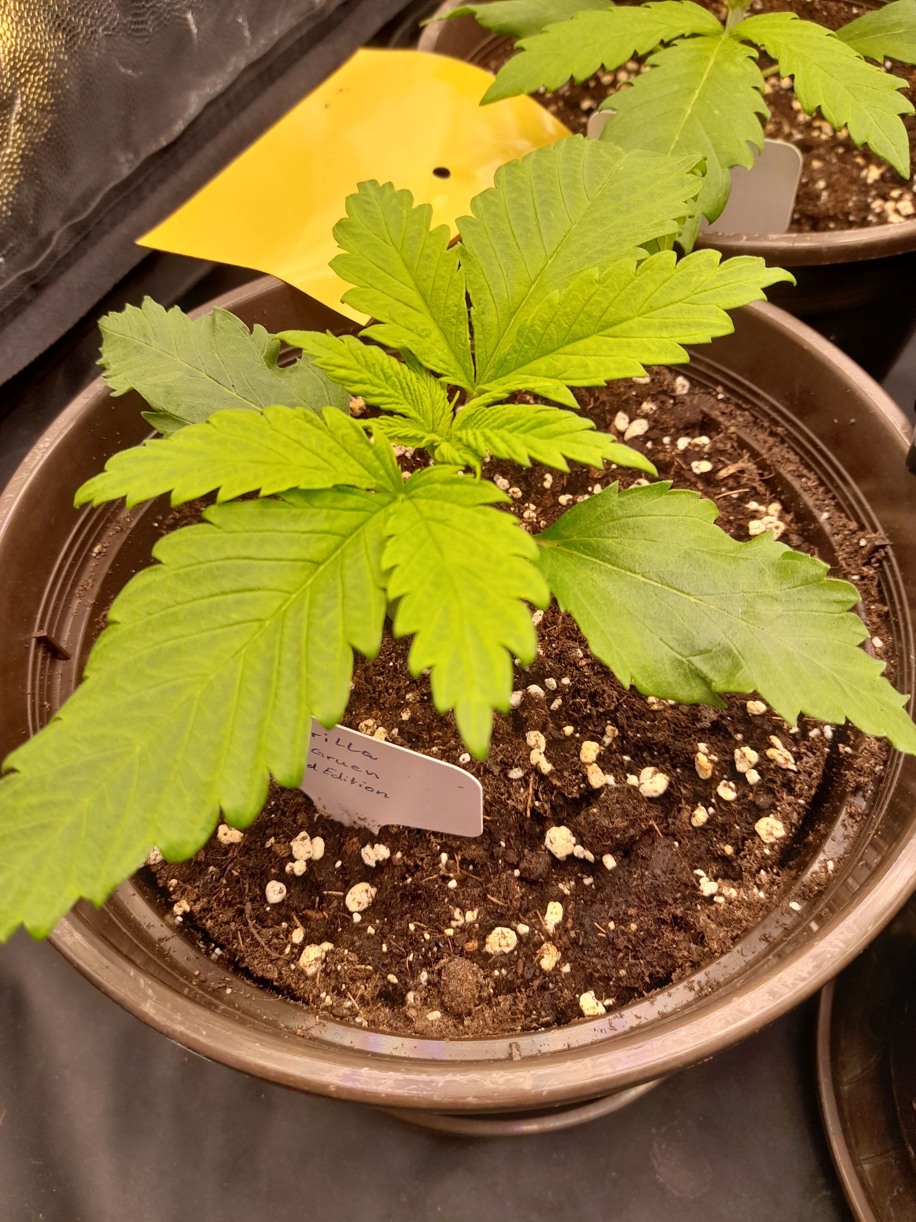 Fat Gorilla growlog photo 17