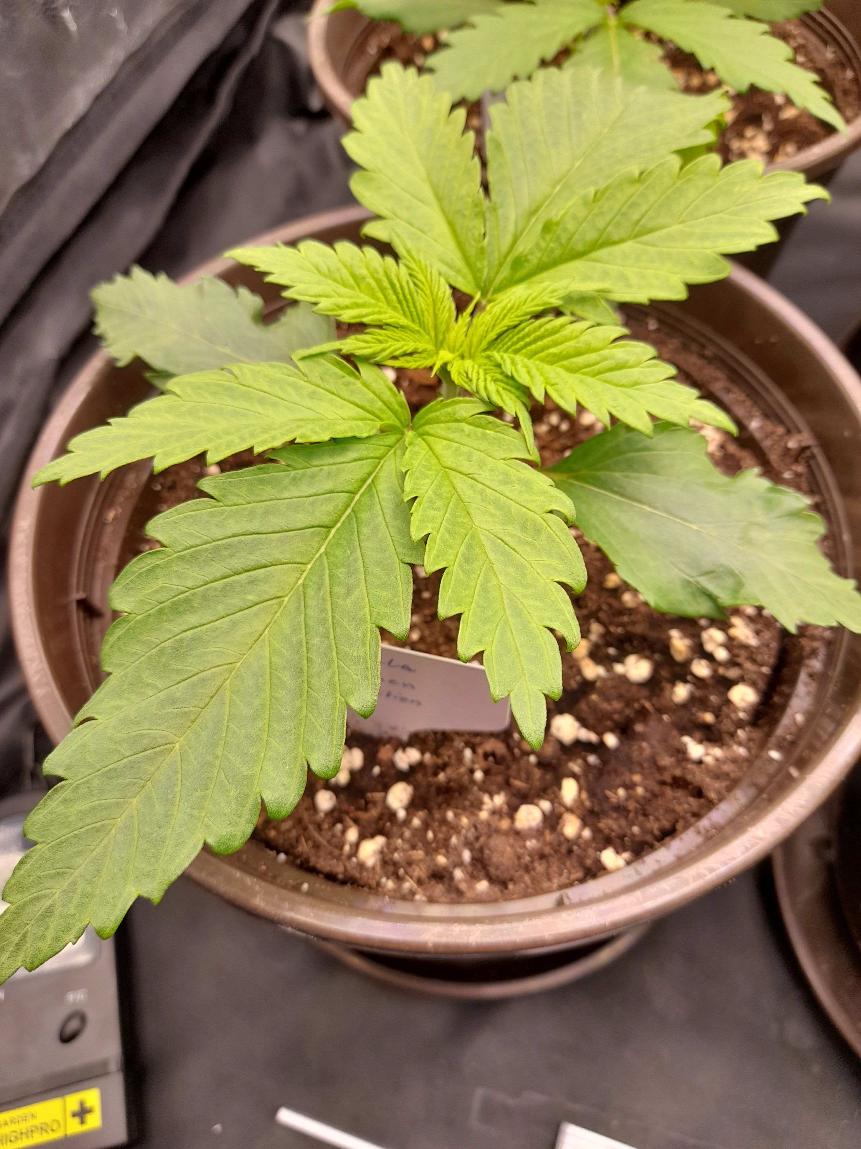 Fat Gorilla growlog photo 18