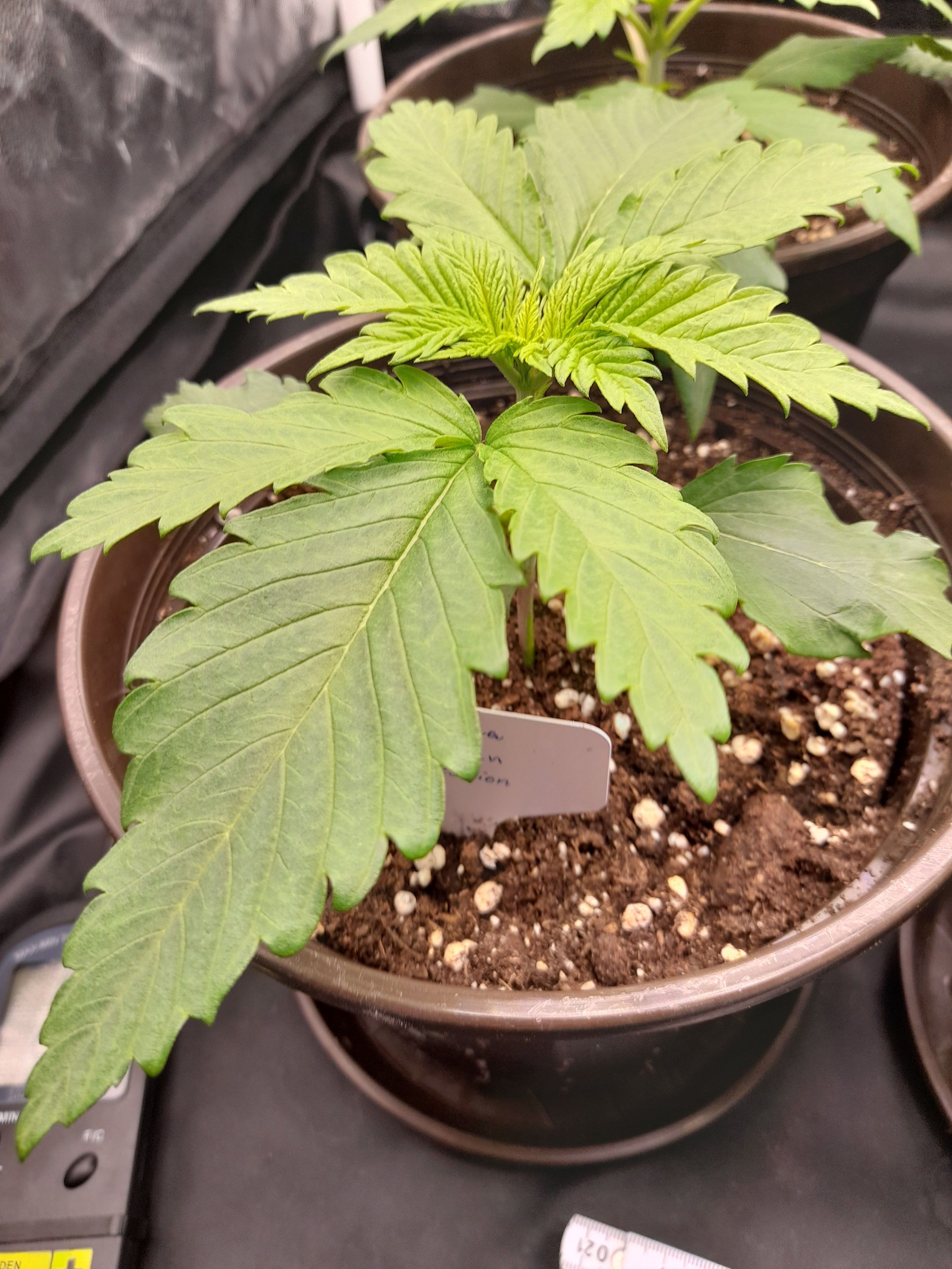 Fat Gorilla growlog photo 19