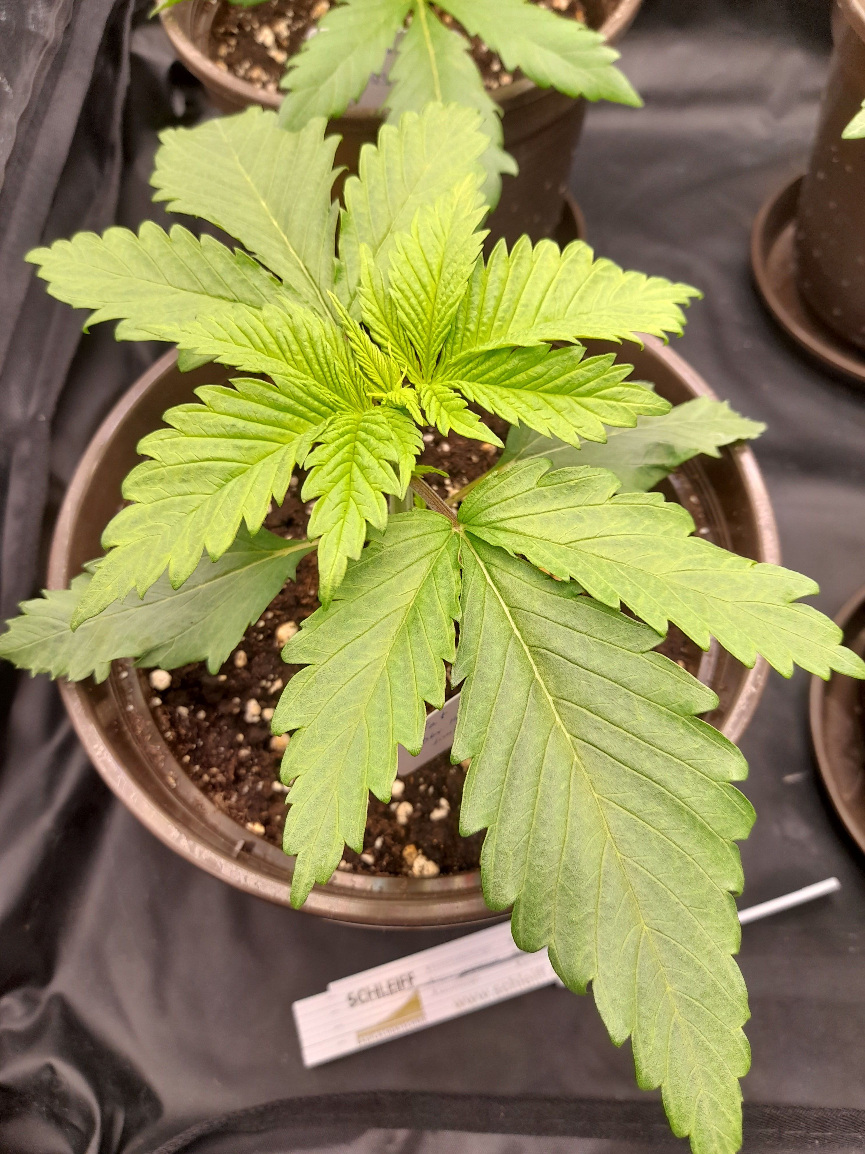 Fat Gorilla growlog photo 21