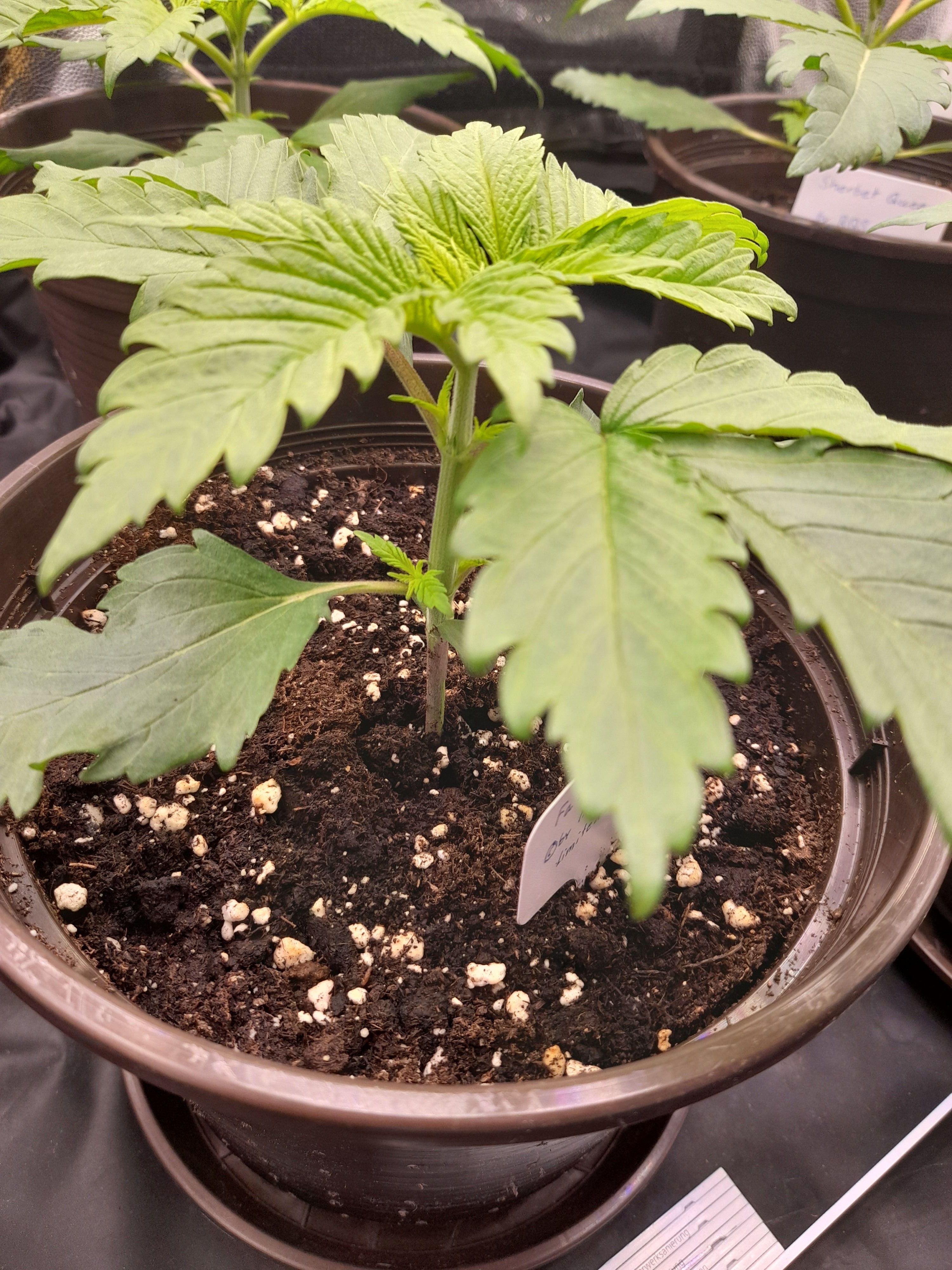 Fat Gorilla growlog photo 20