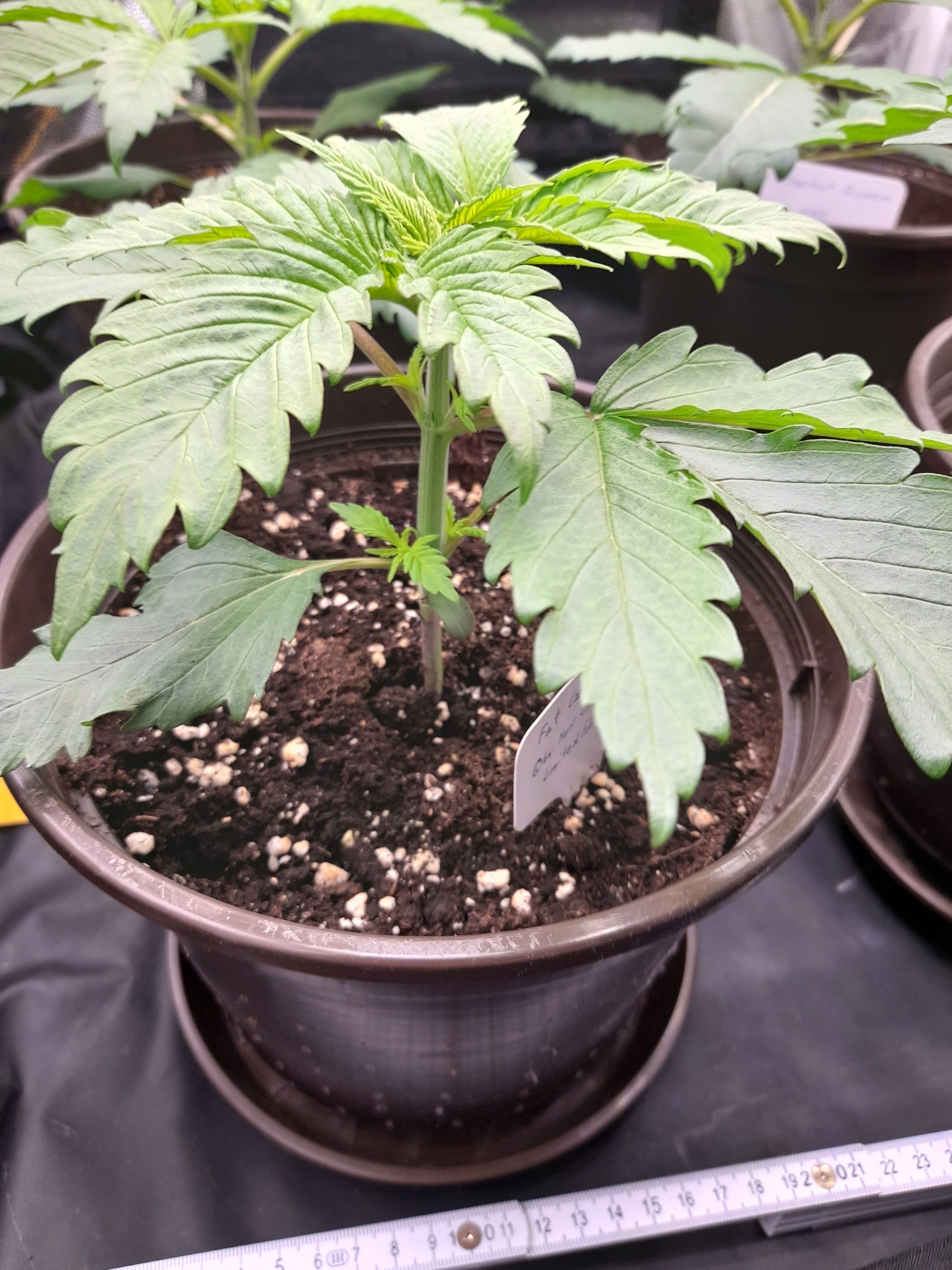 Fat Gorilla growlog photo 25