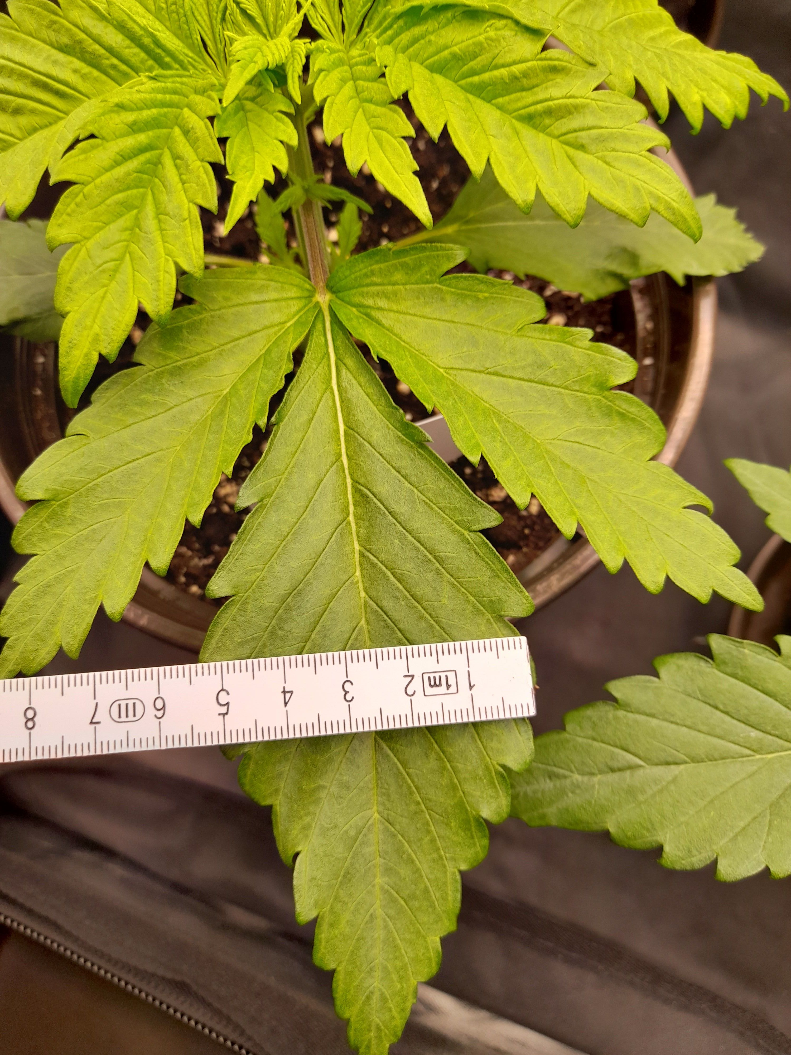 Fat Gorilla growlog photo 23