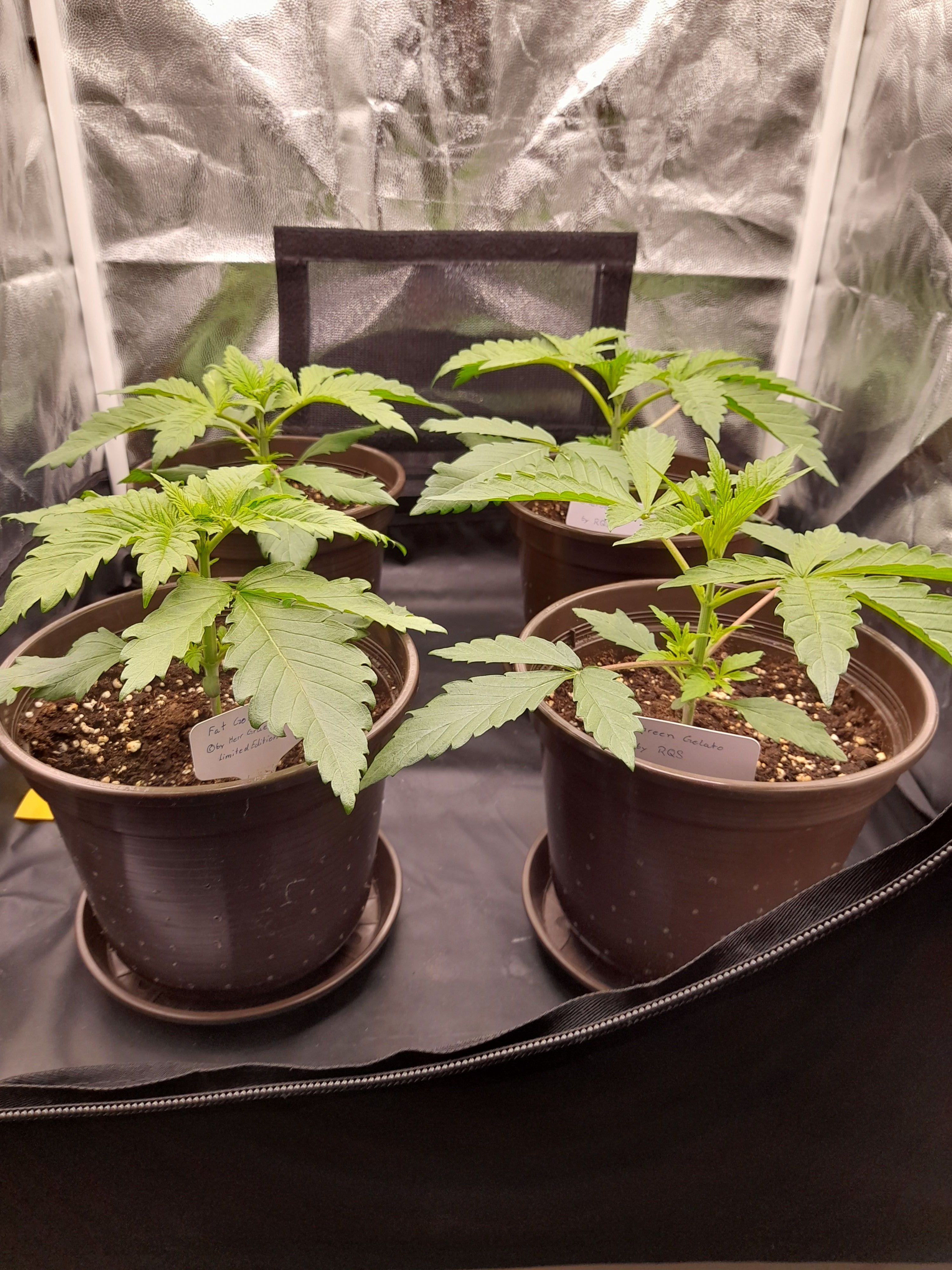 Fat Gorilla growlog photo 26