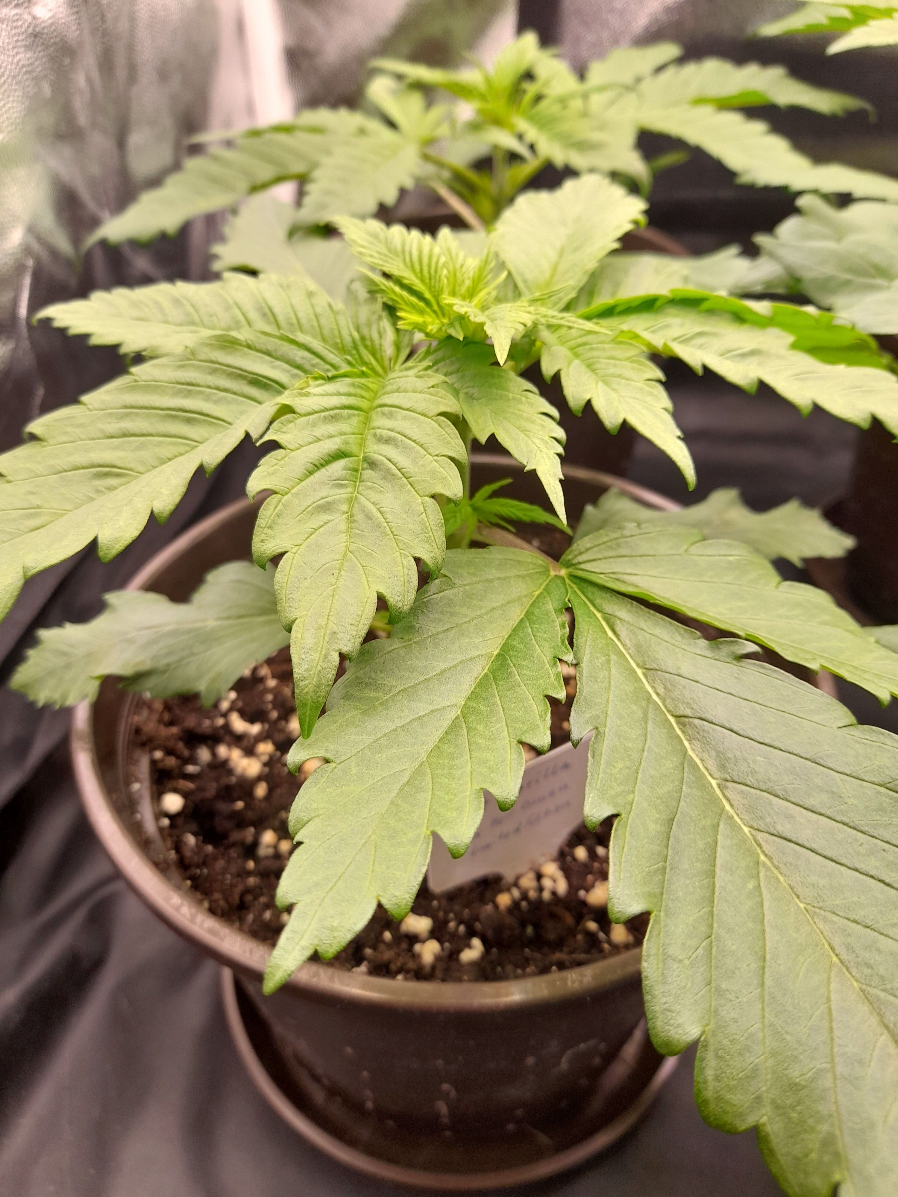 Fat Gorilla growlog photo 28