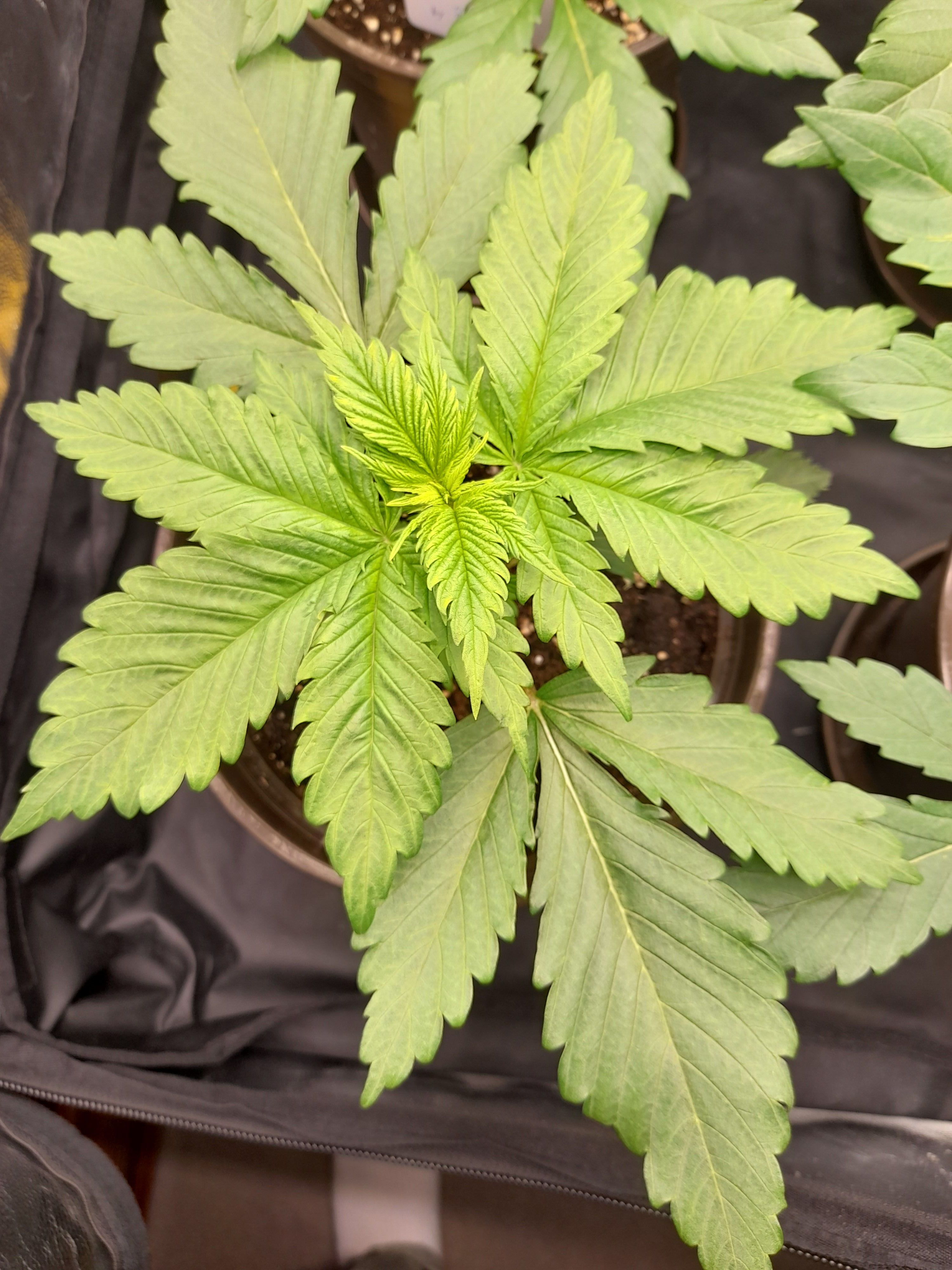 Fat Gorilla growlog photo 27