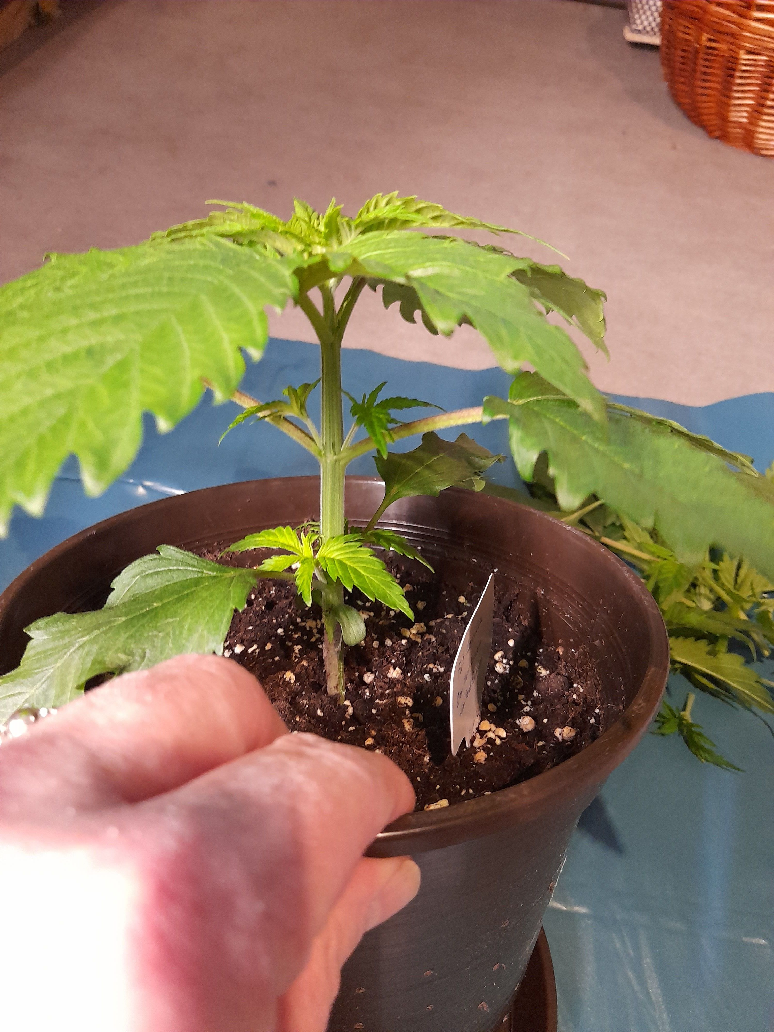 Fat Gorilla growlog photo 32