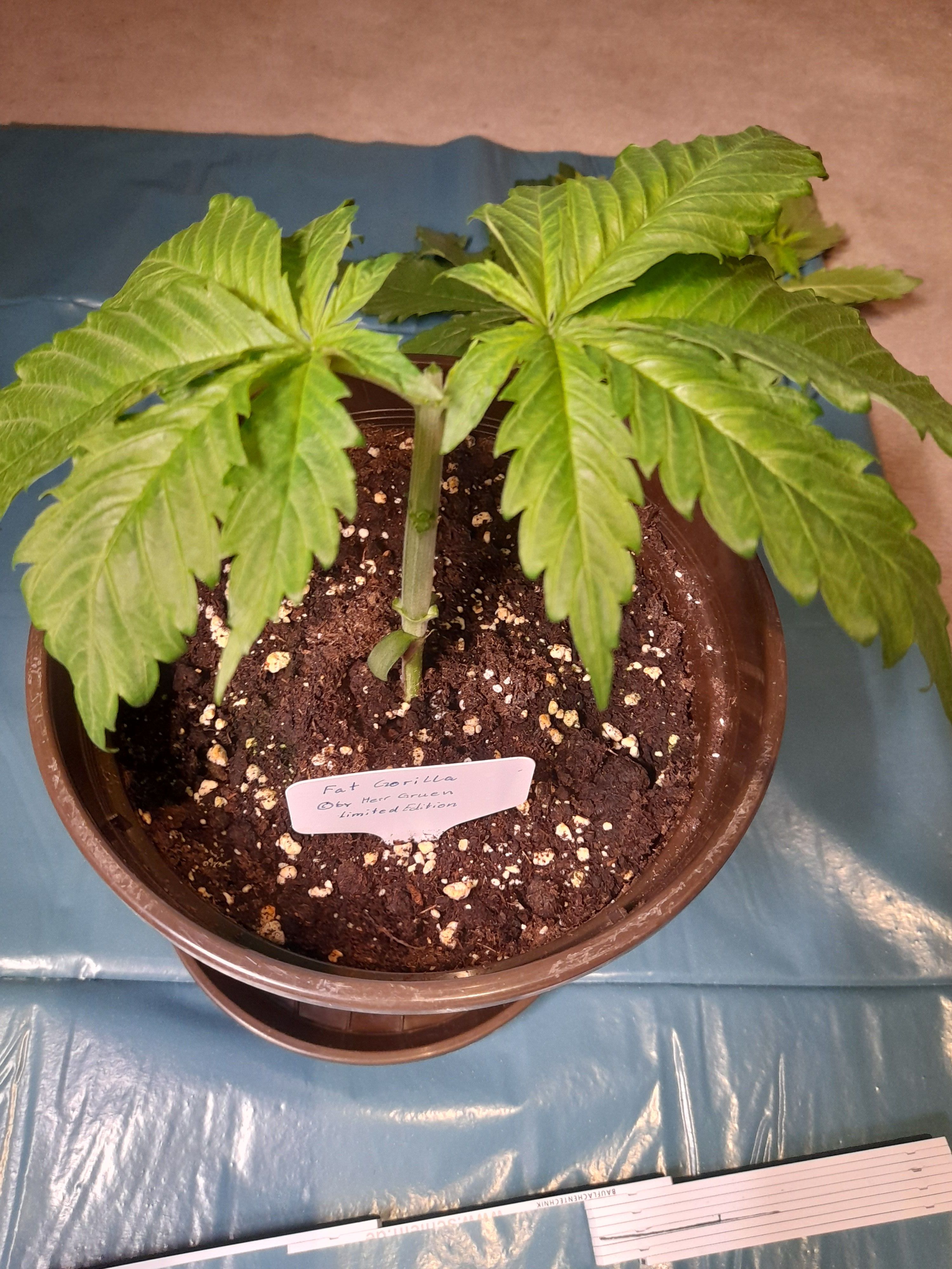 Fat Gorilla growlog photo 29