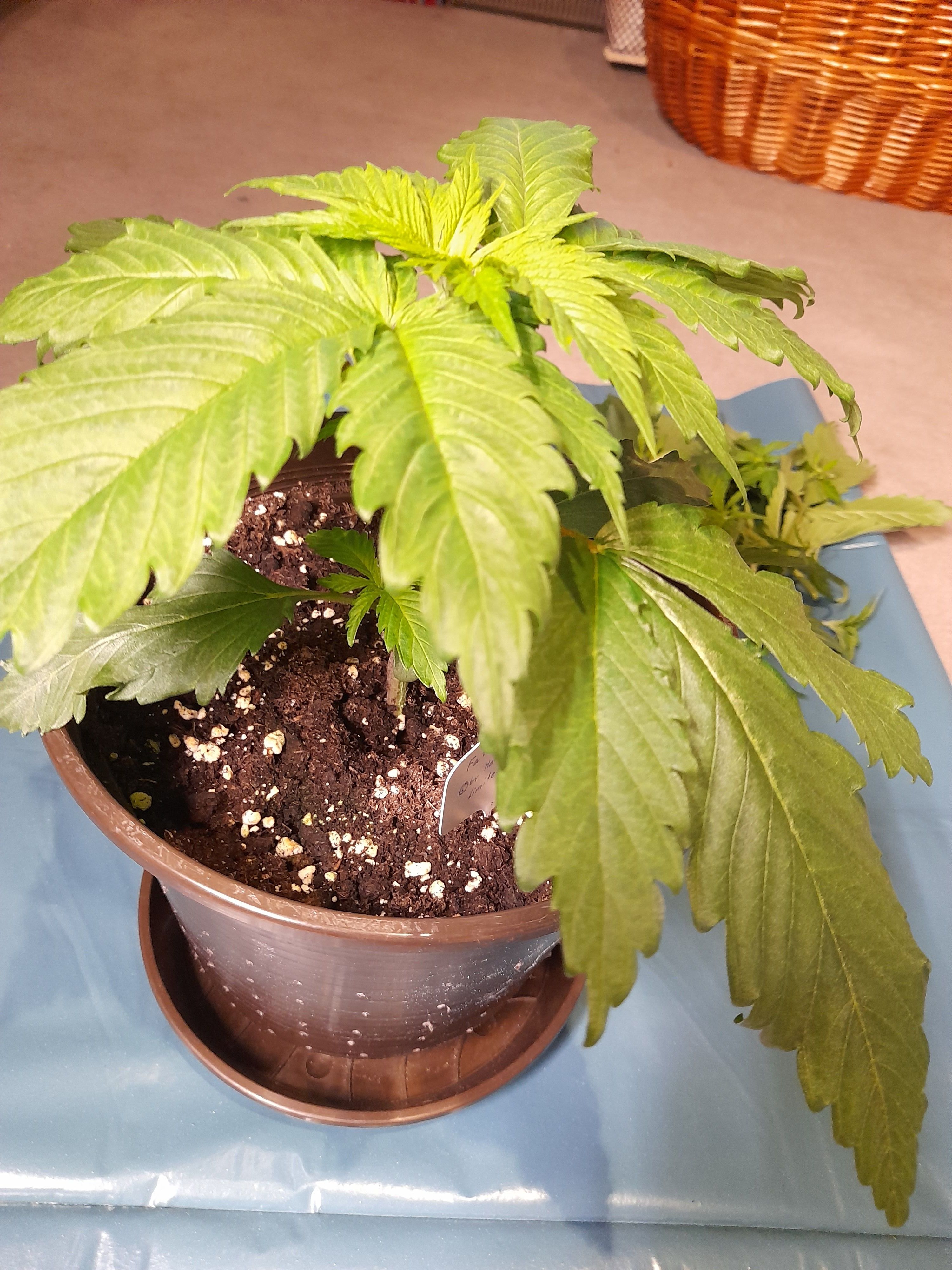 Fat Gorilla growlog photo 30