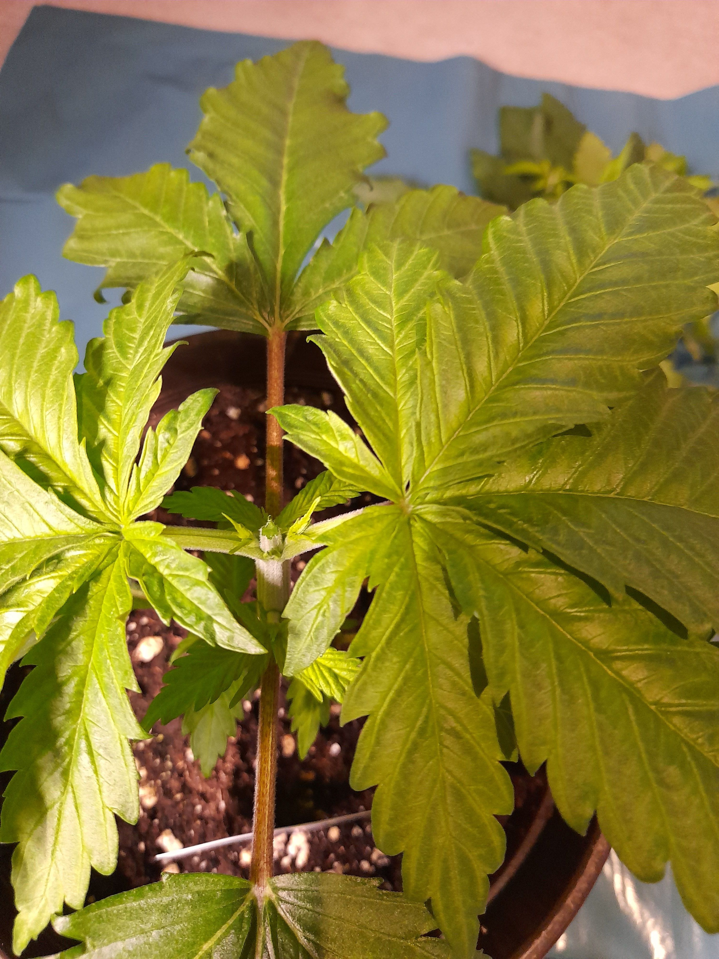 Fat Gorilla growlog photo 31