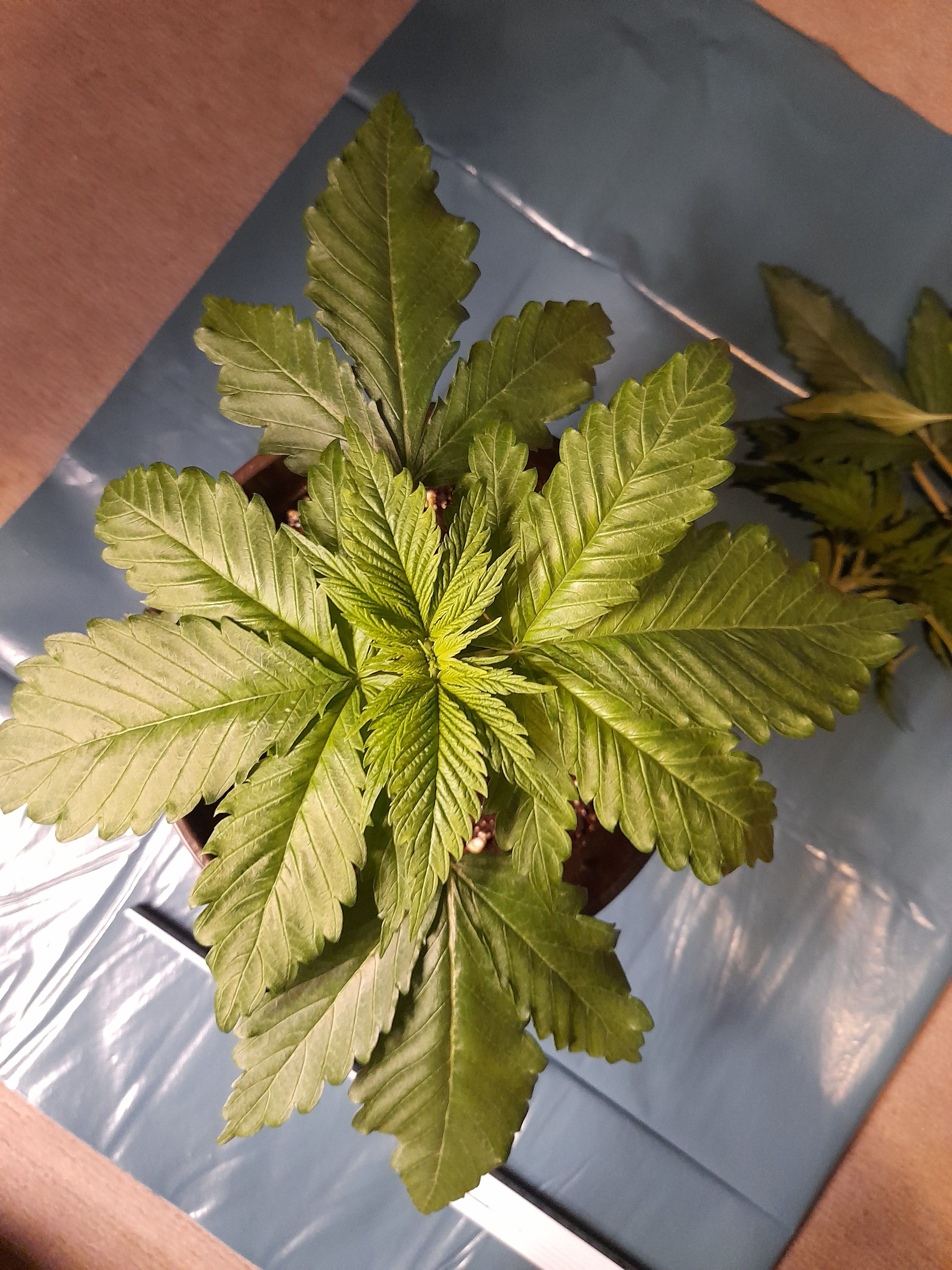 Fat Gorilla growlog photo 33