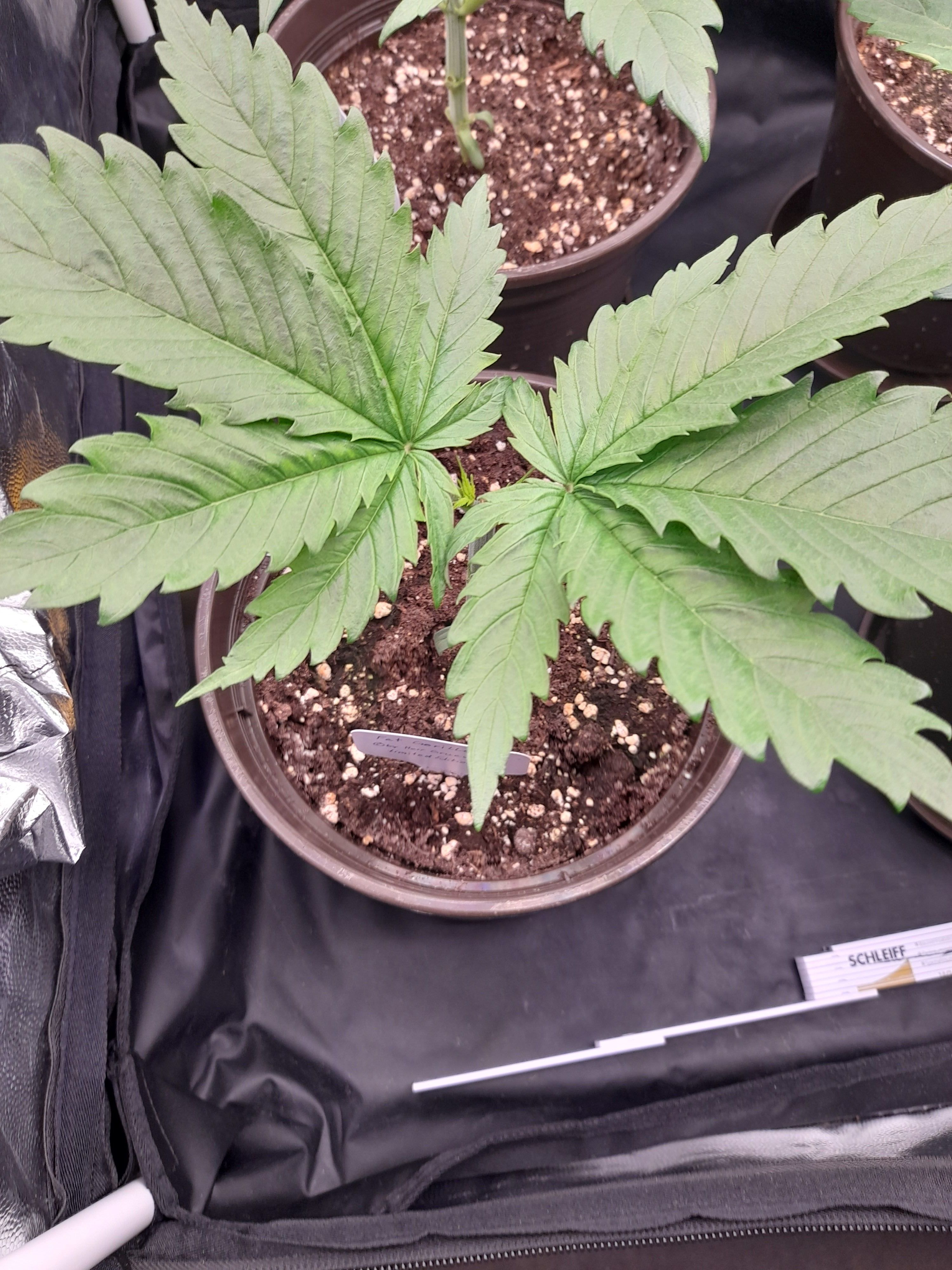 Fat Gorilla growlog photo 34