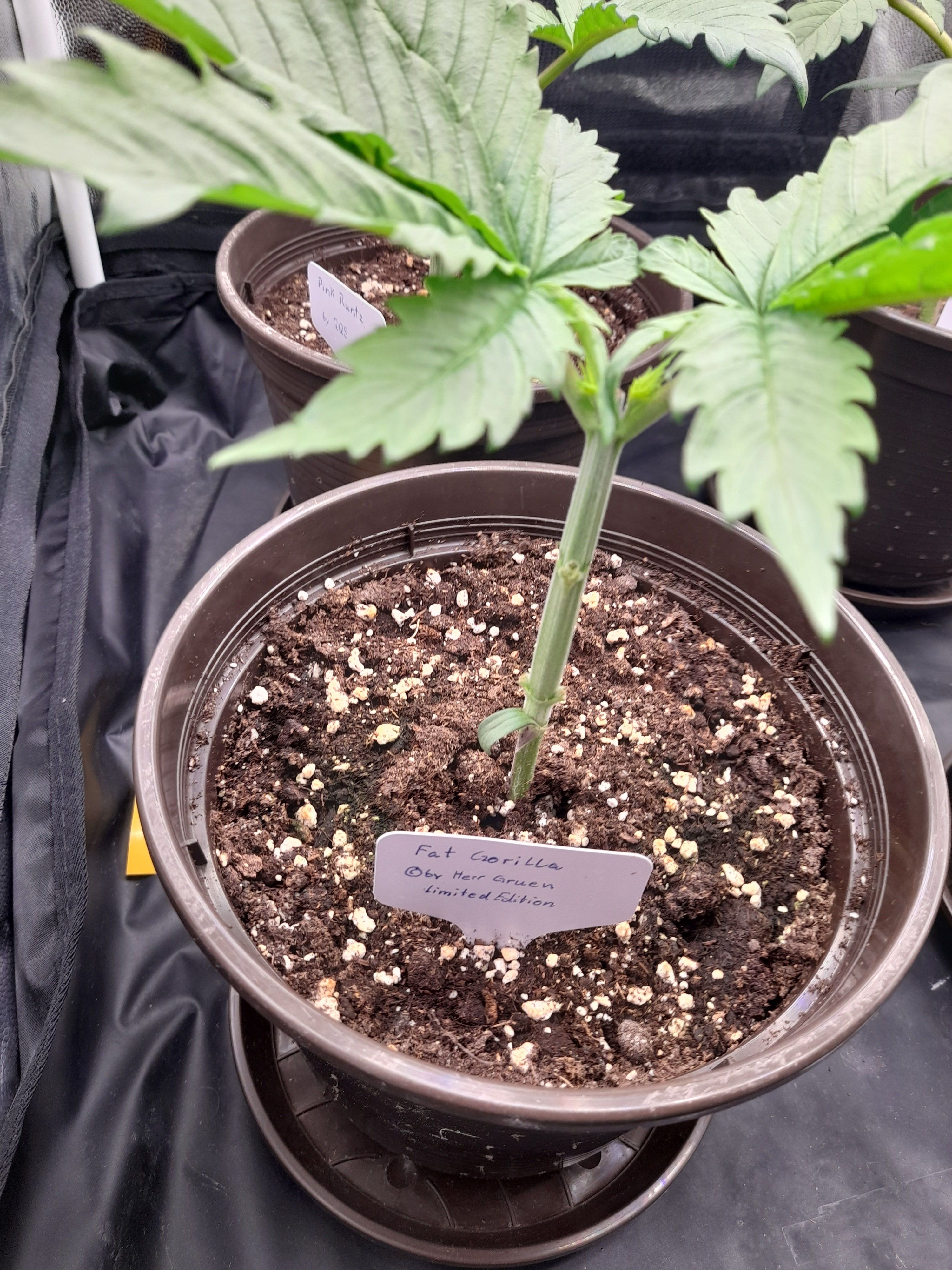 Fat Gorilla growlog photo 35