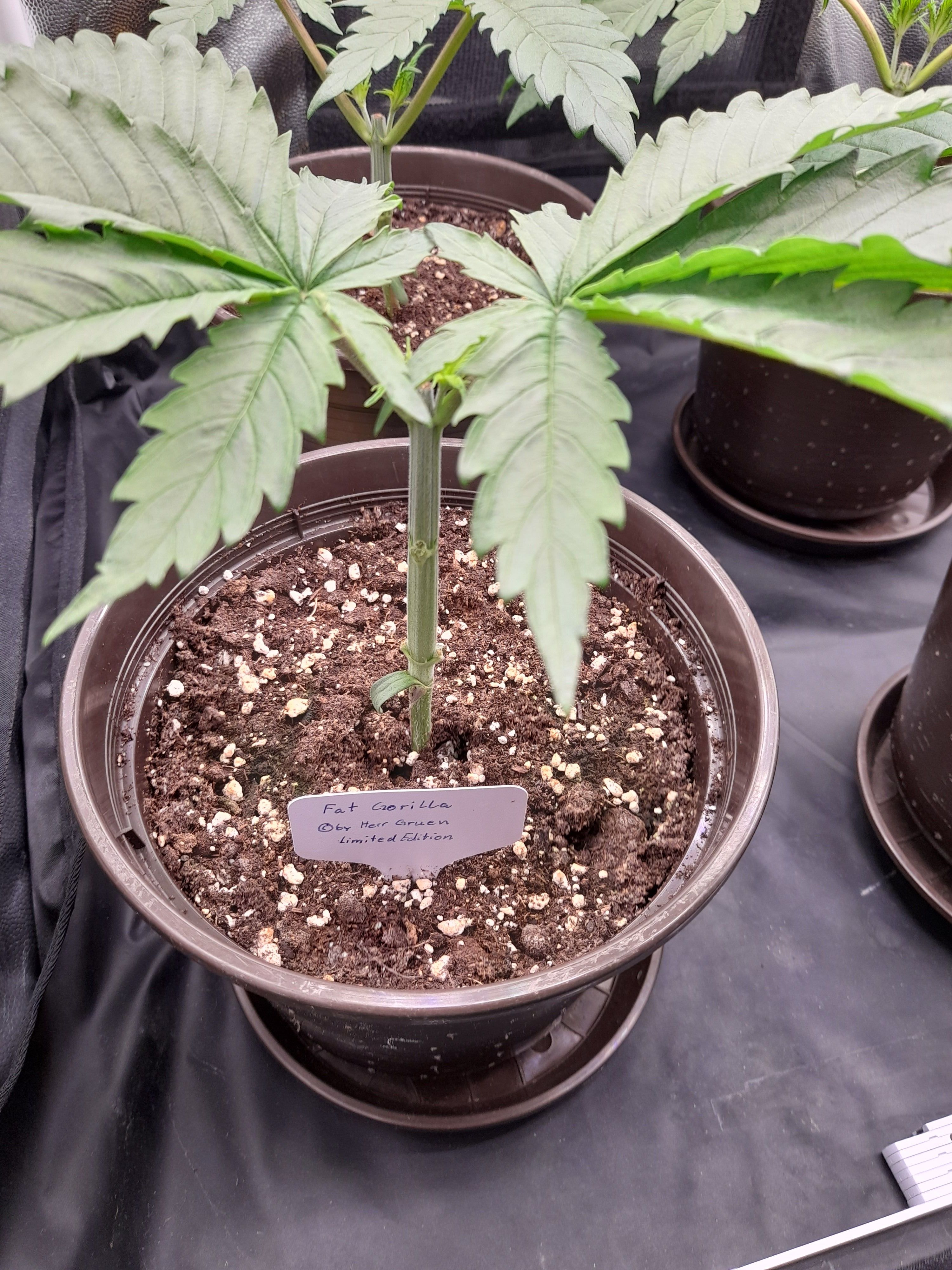 Fat Gorilla growlog photo 36