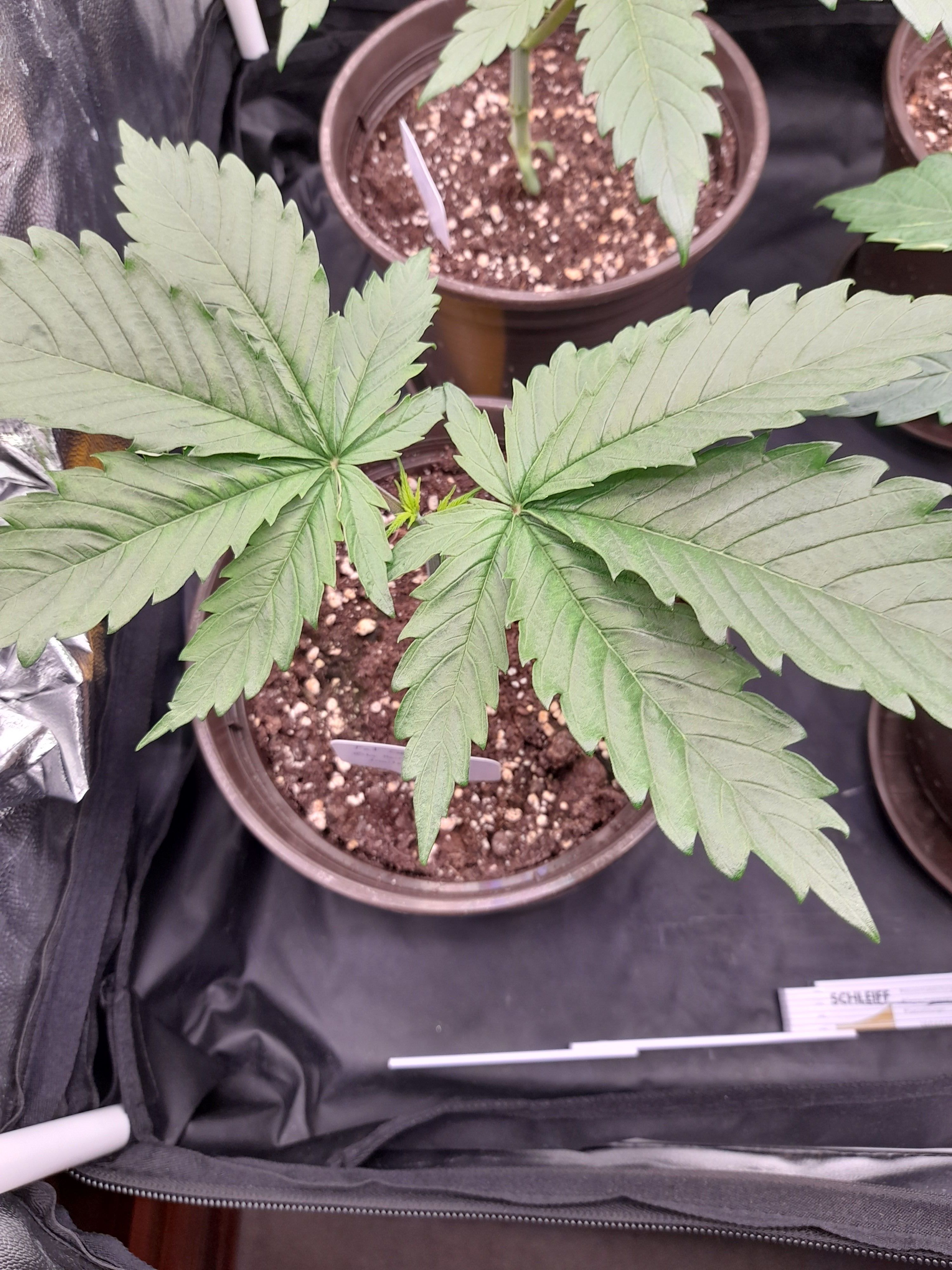 Fat Gorilla growlog photo 37