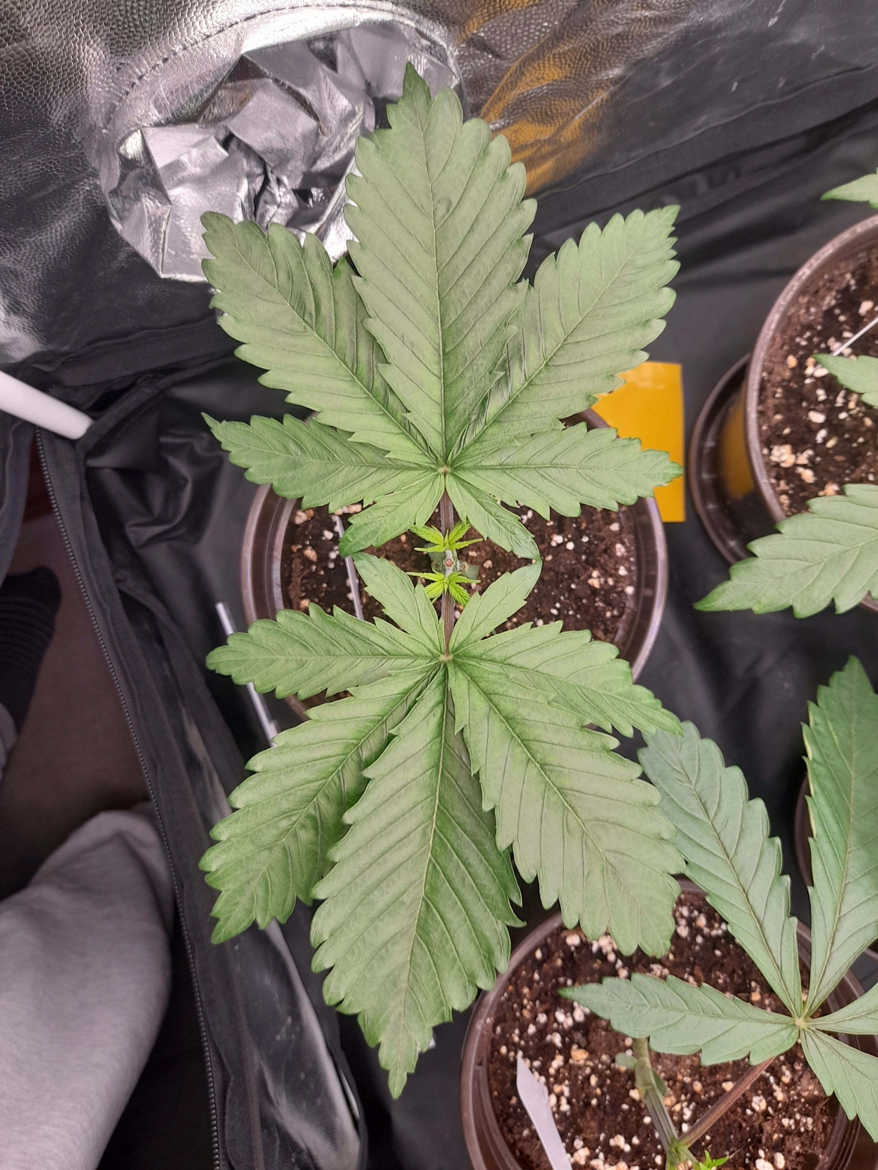Fat Gorilla growlog photo 39