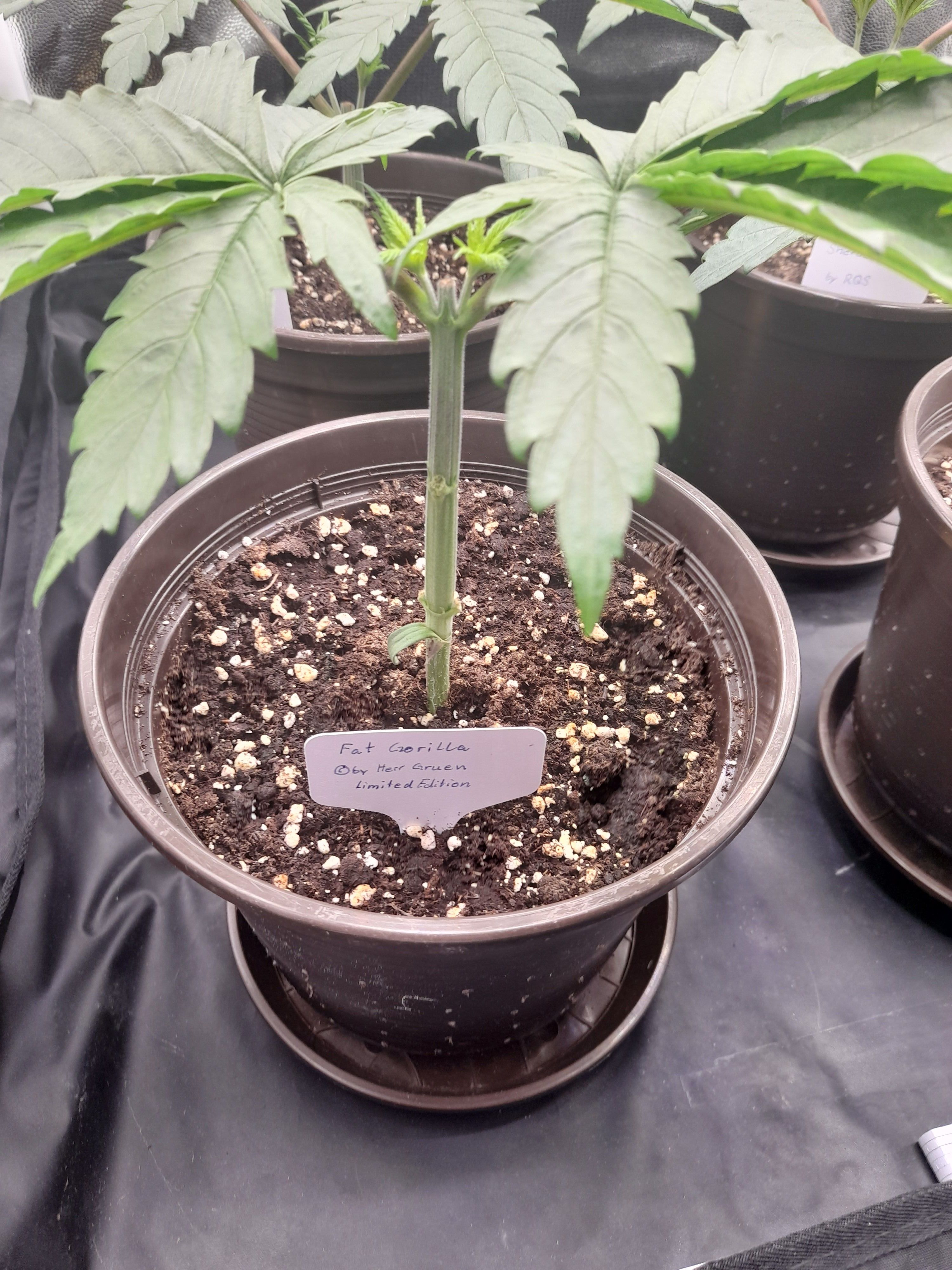 Fat Gorilla growlog photo 38