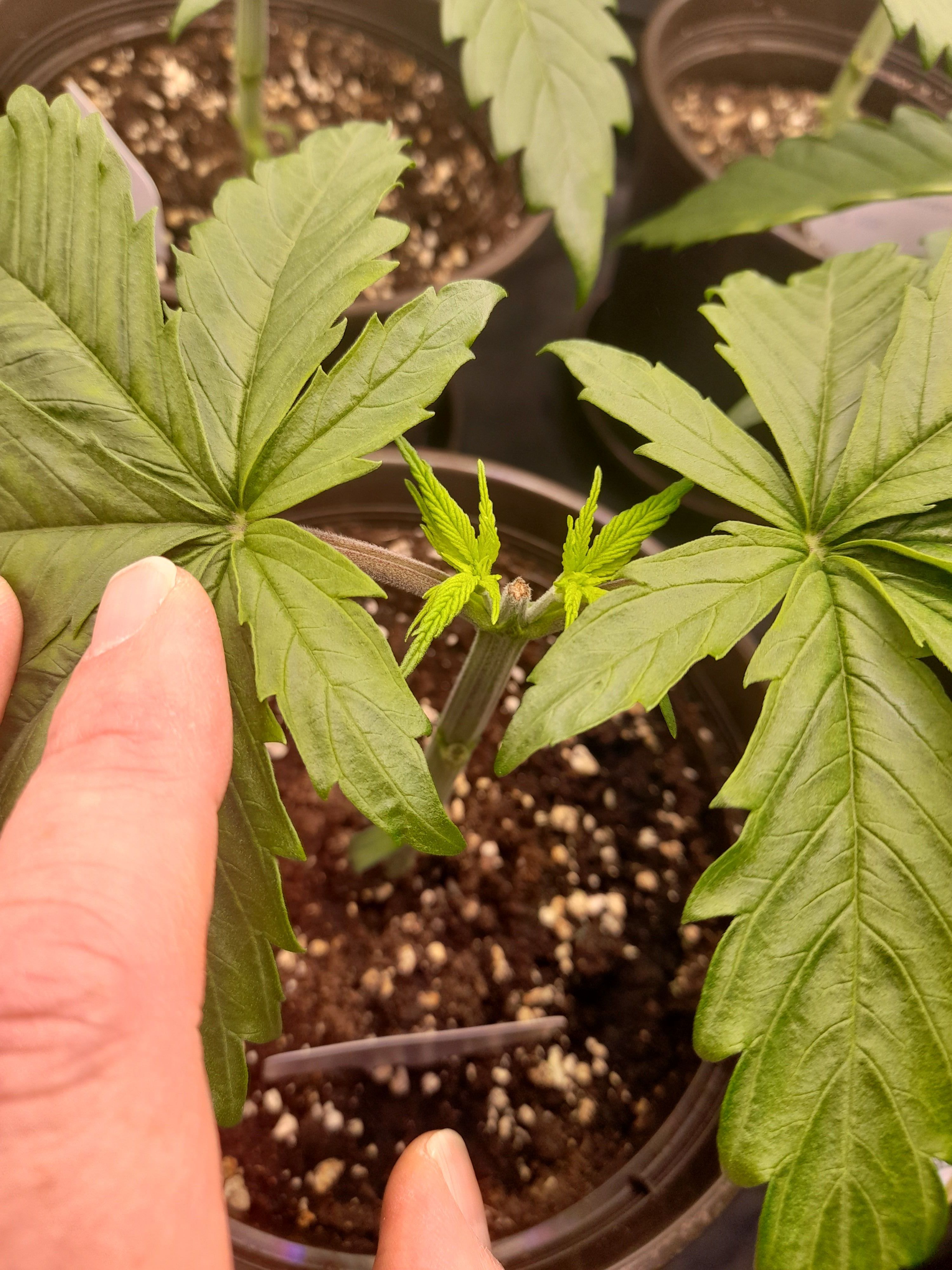 Fat Gorilla growlog photo 40