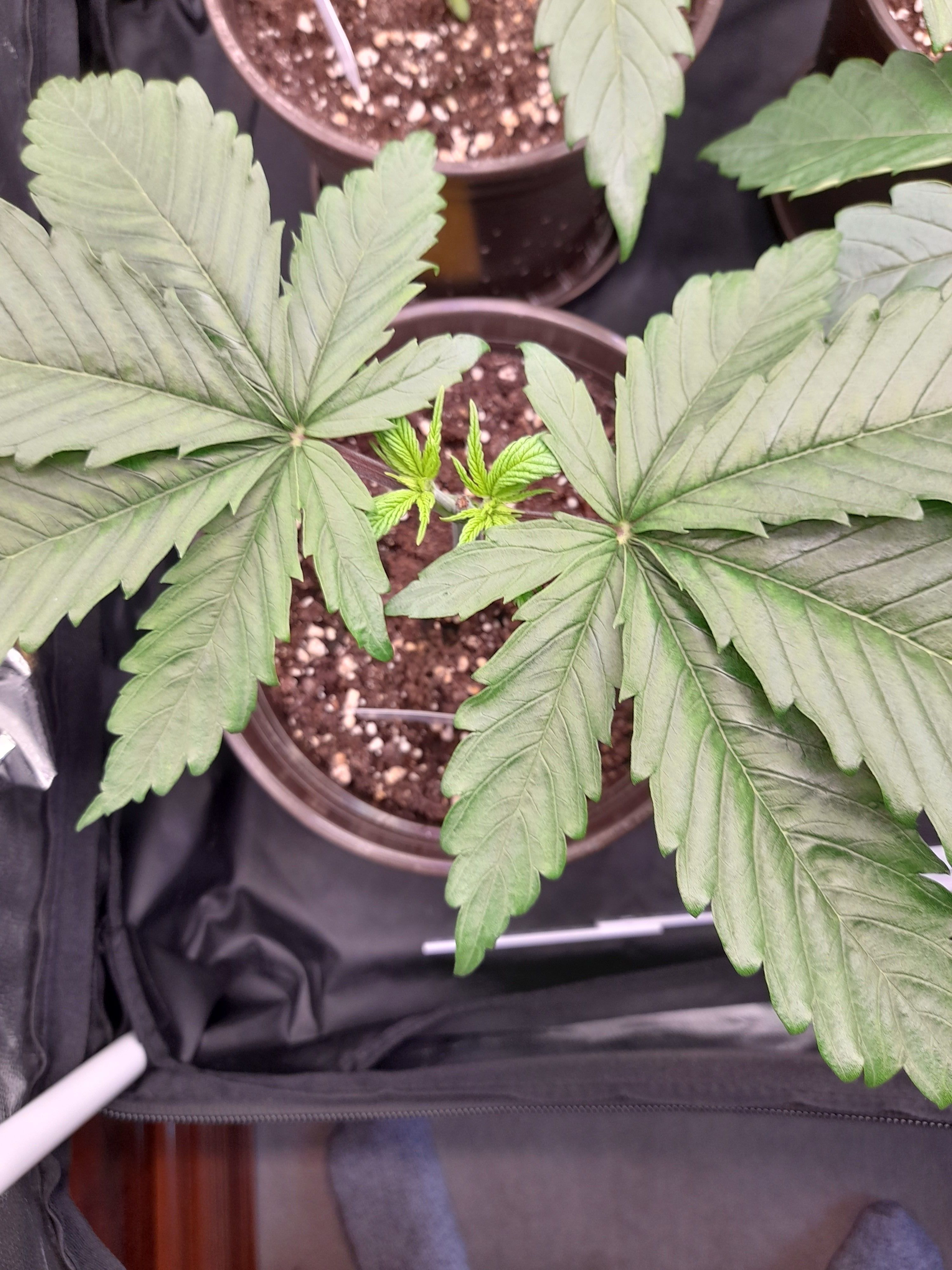 Fat Gorilla growlog photo 42