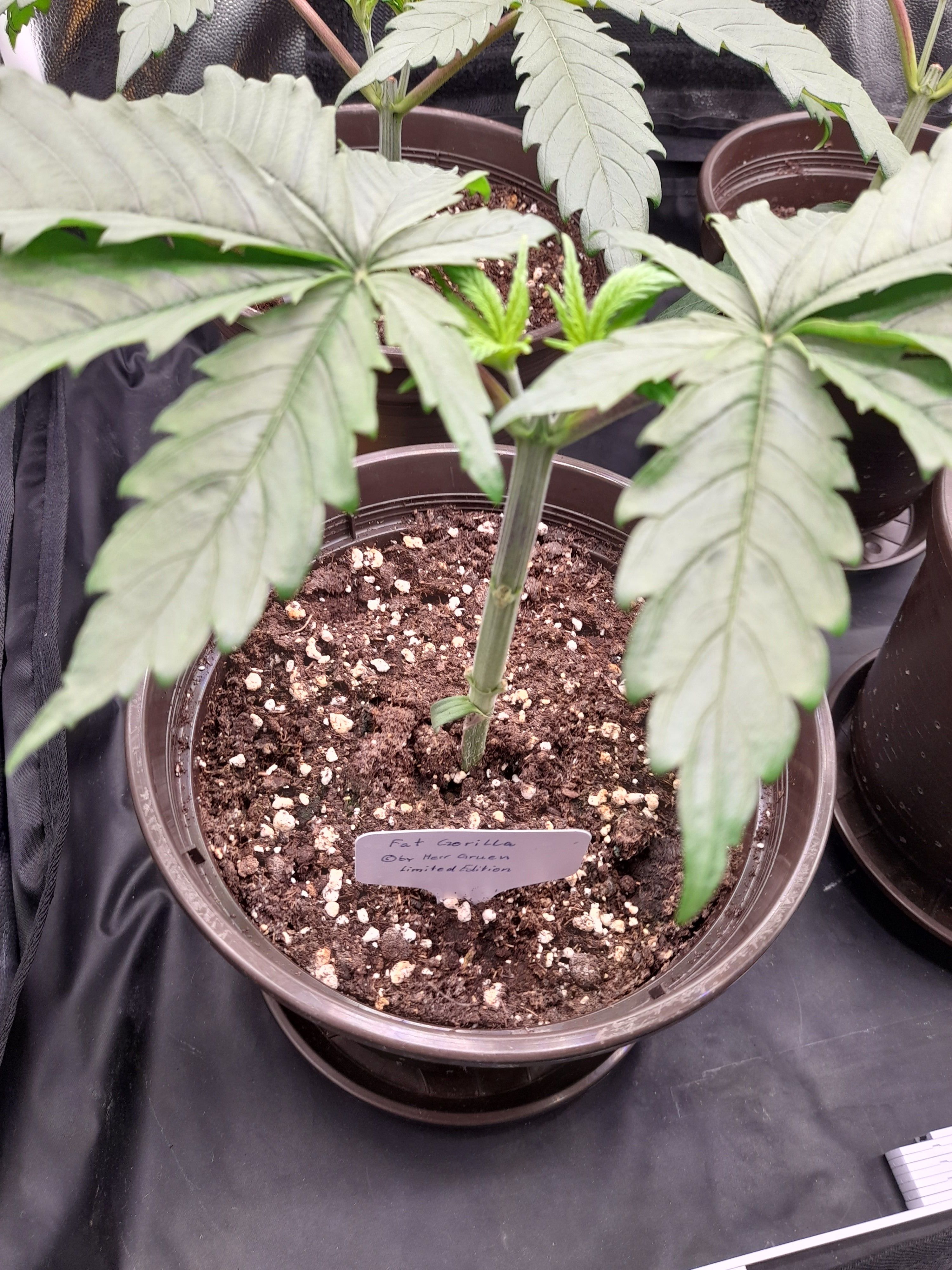 Fat Gorilla growlog photo 41