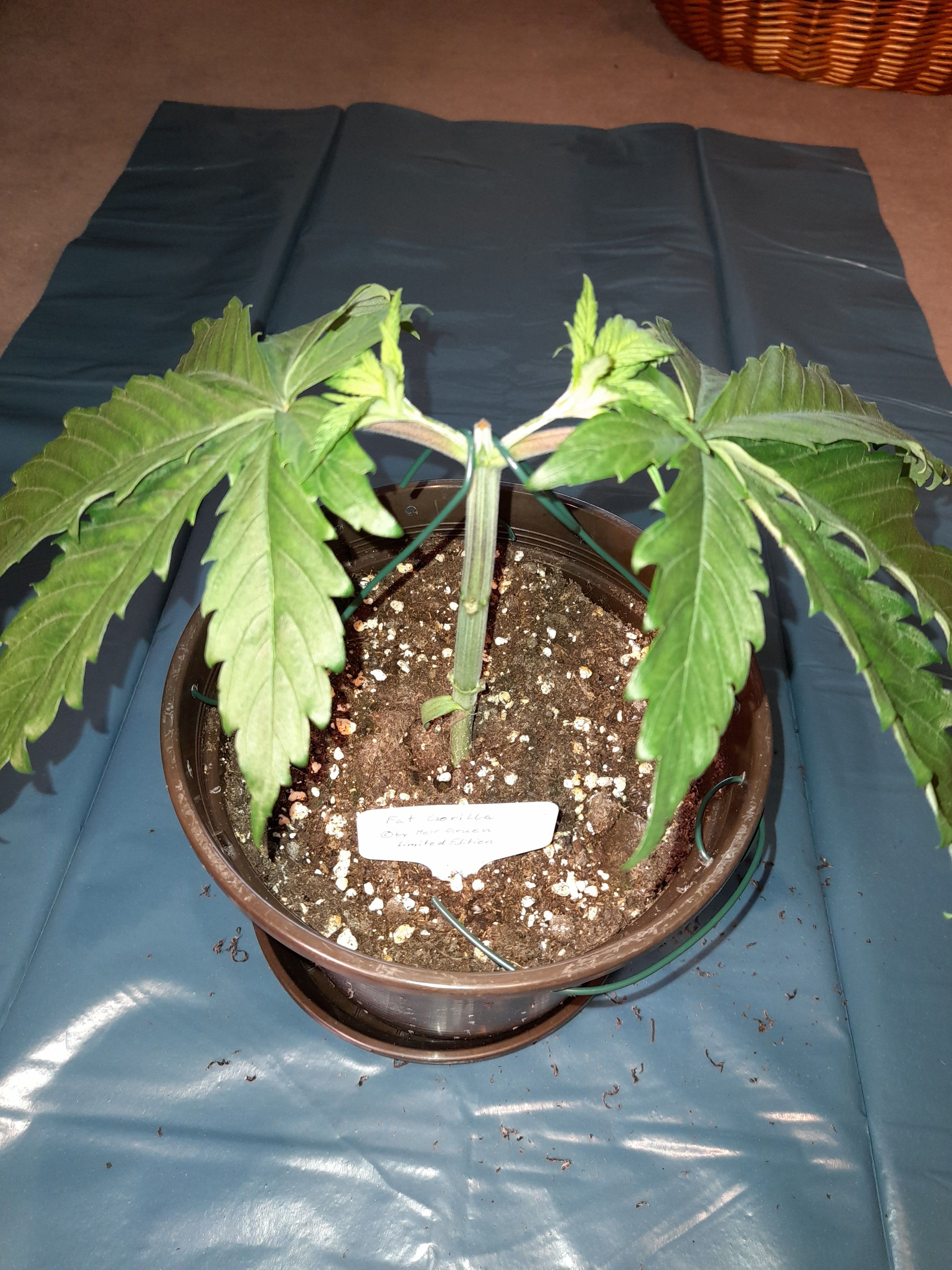 Fat Gorilla growlog photo 44