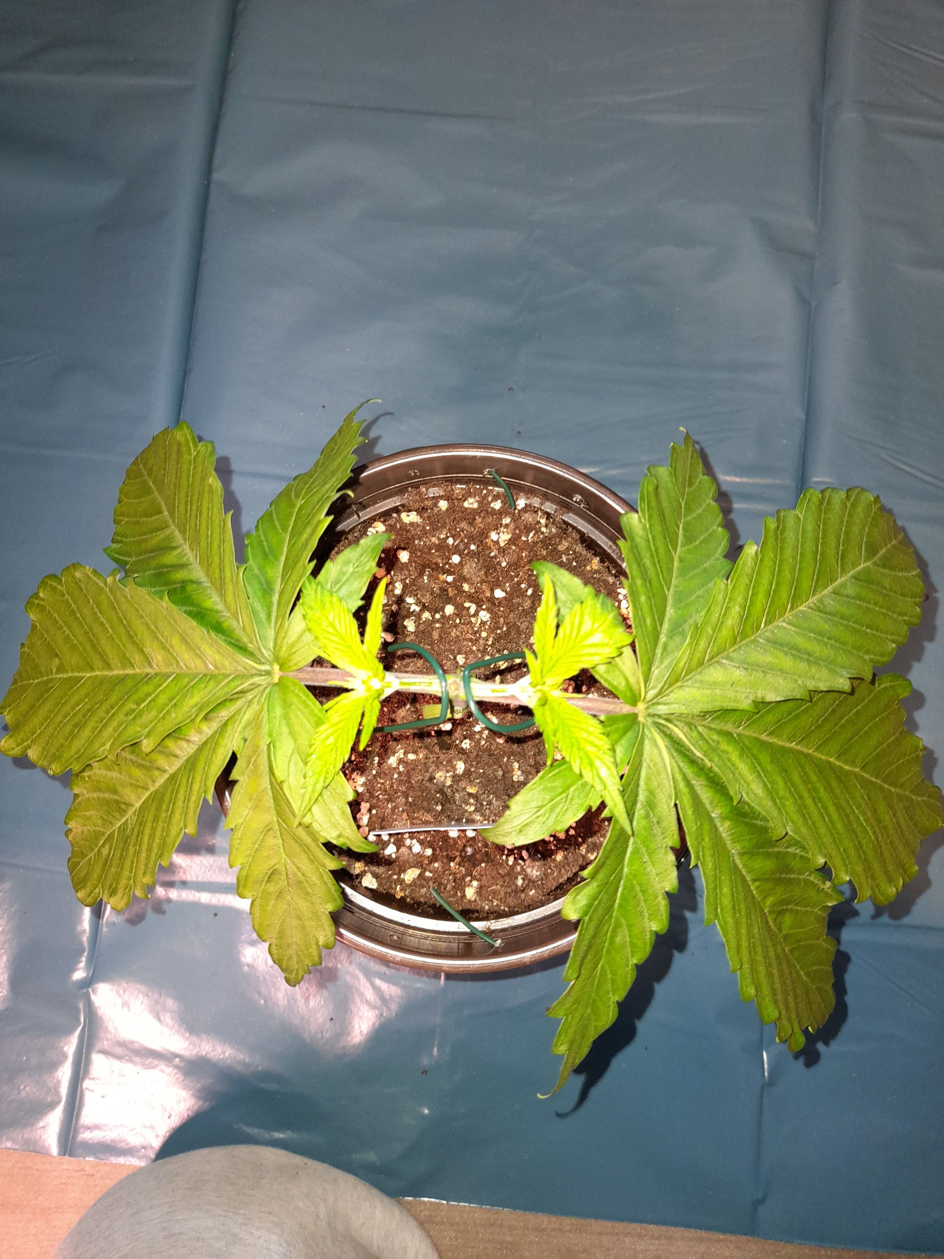 Fat Gorilla growlog photo 43