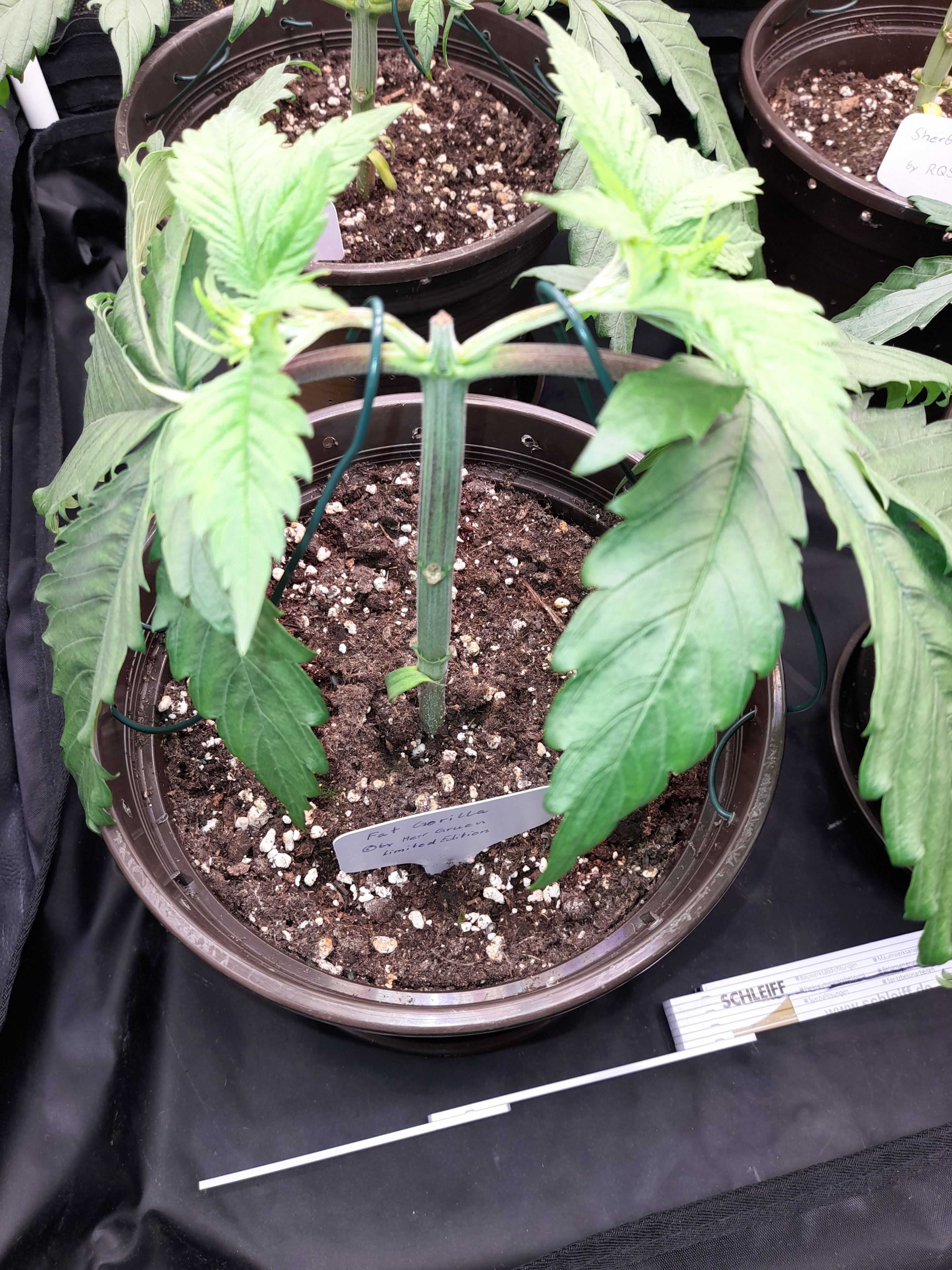 Fat Gorilla growlog photo 46