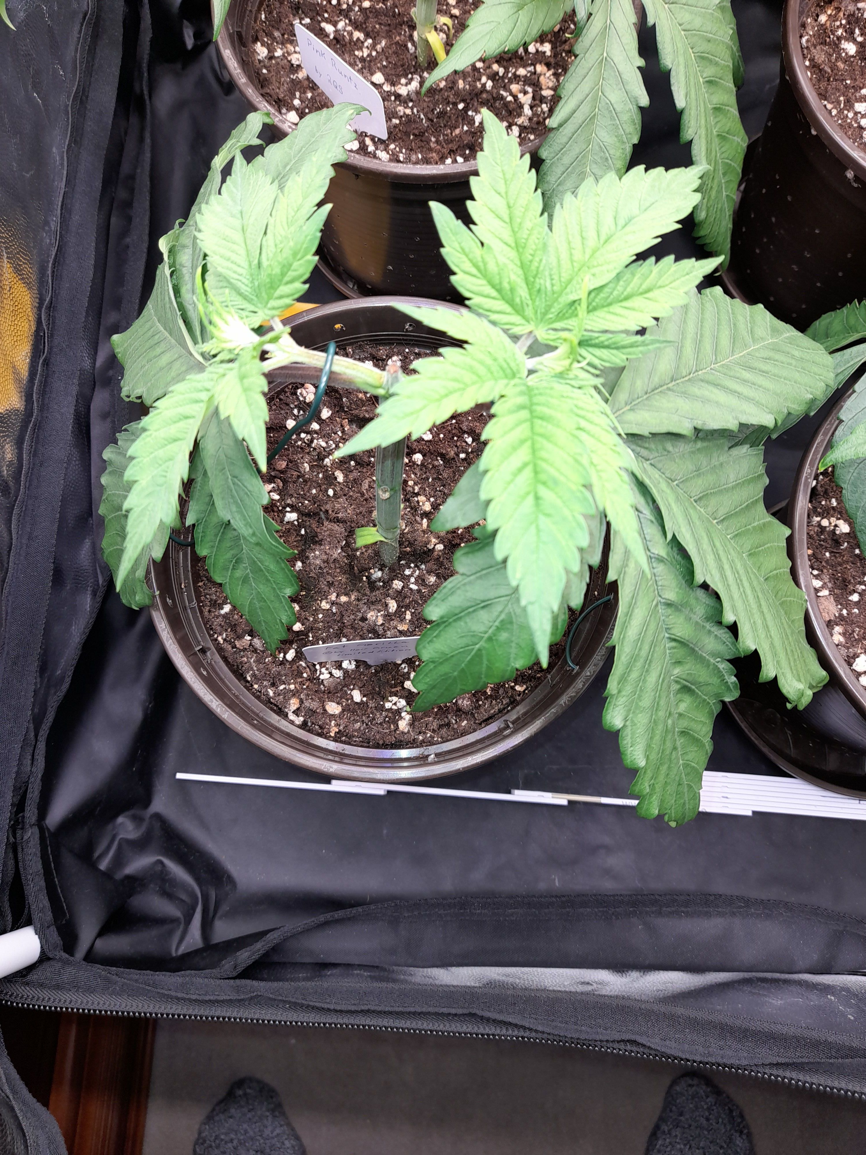 Fat Gorilla growlog photo 47