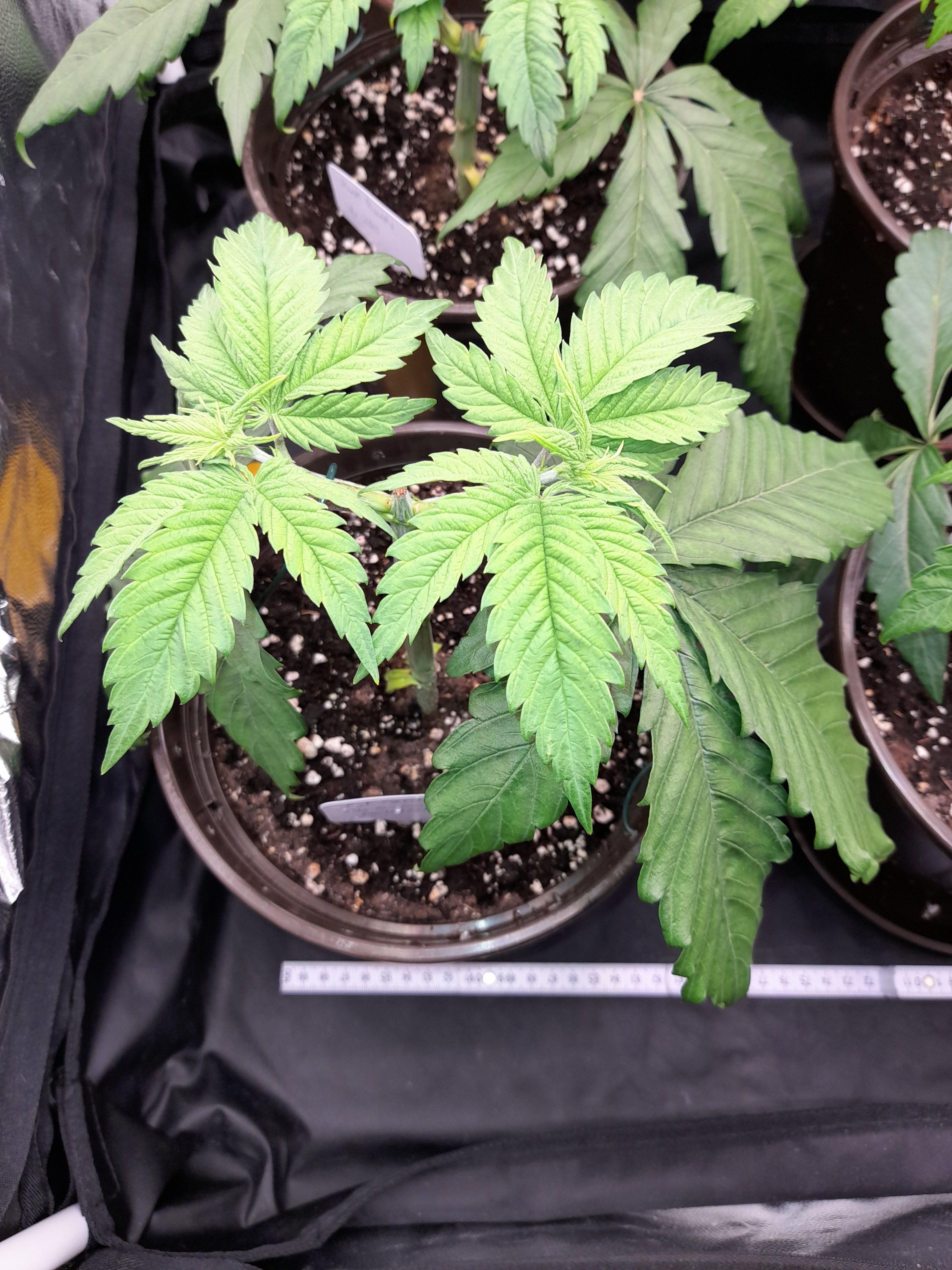 Fat Gorilla growlog photo 48