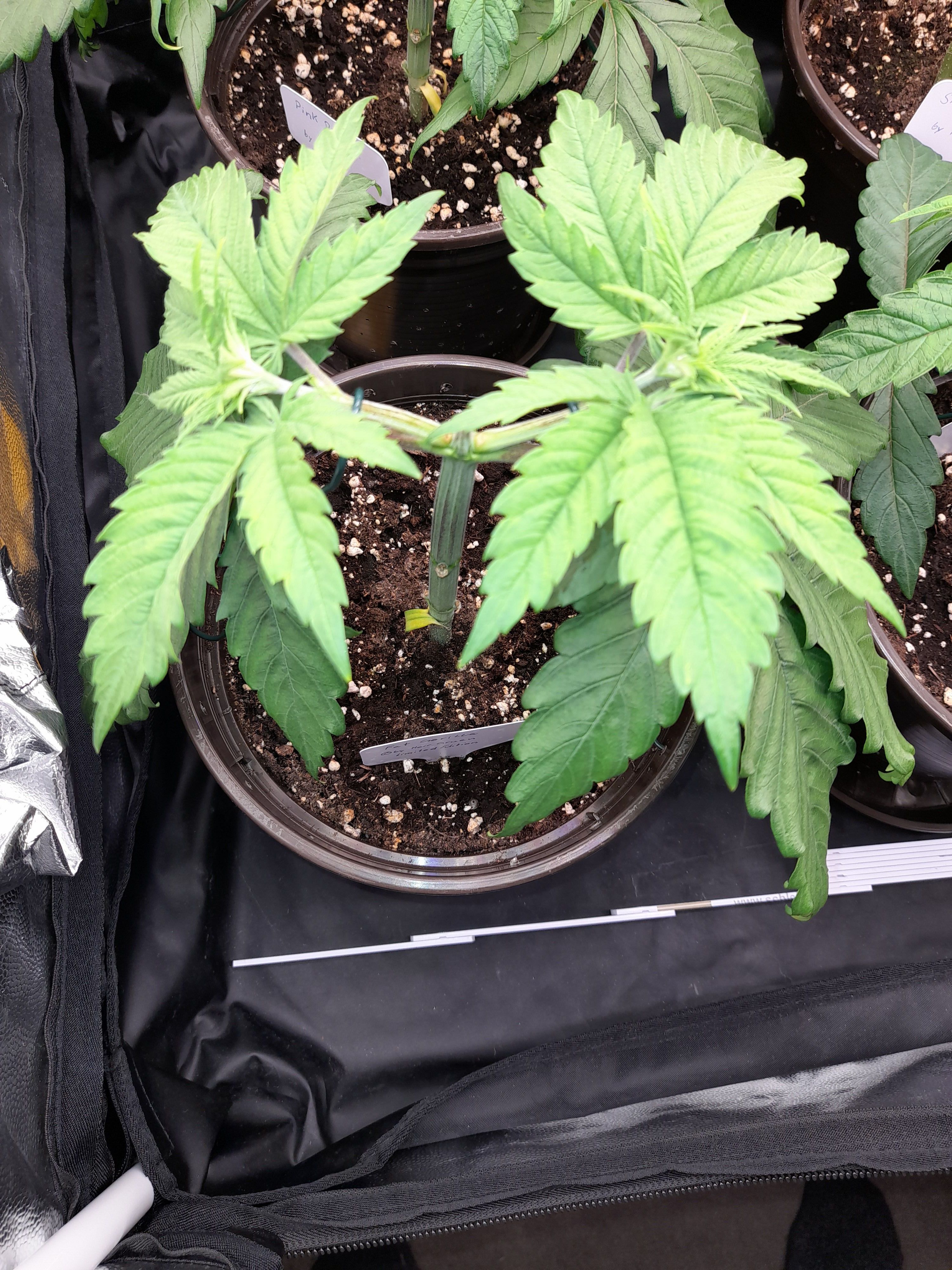 Fat Gorilla growlog photo 49