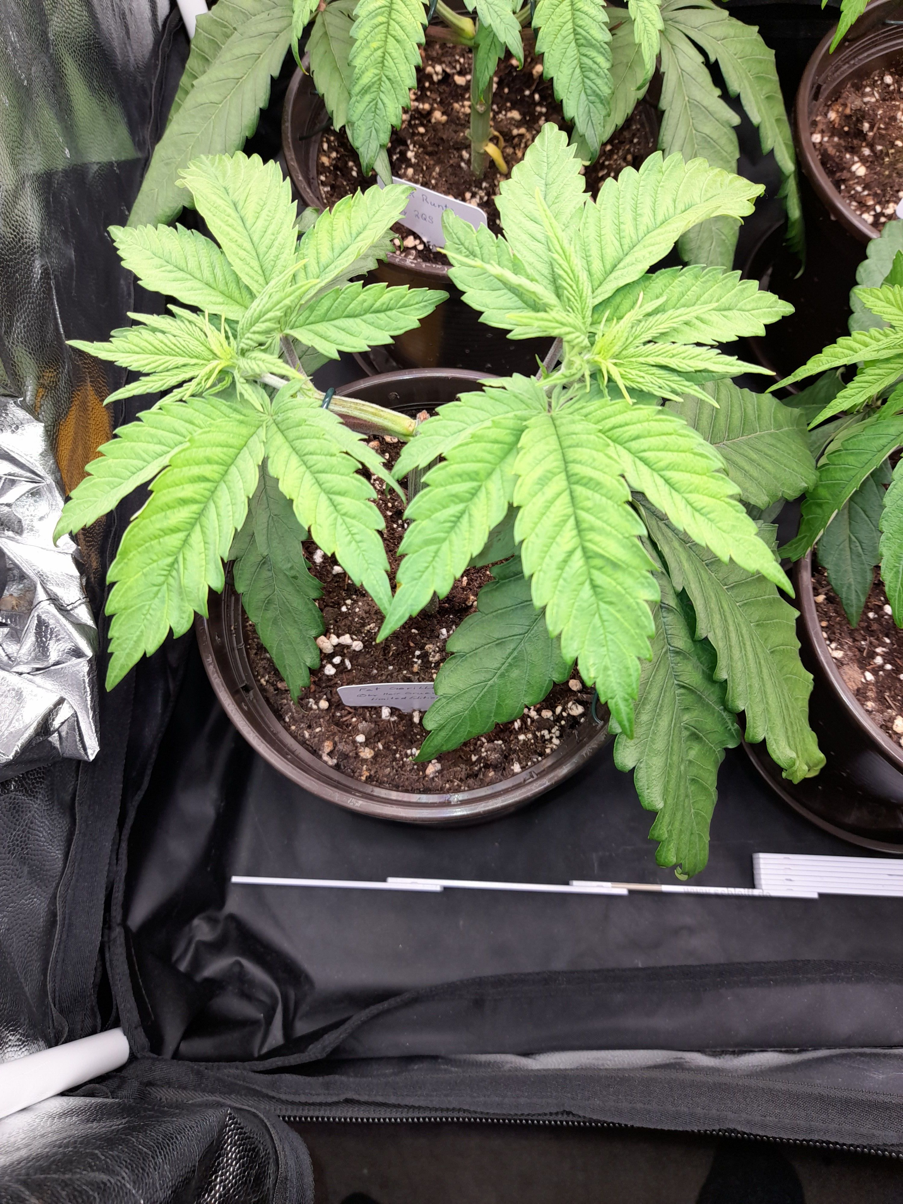 Fat Gorilla growlog photo 50