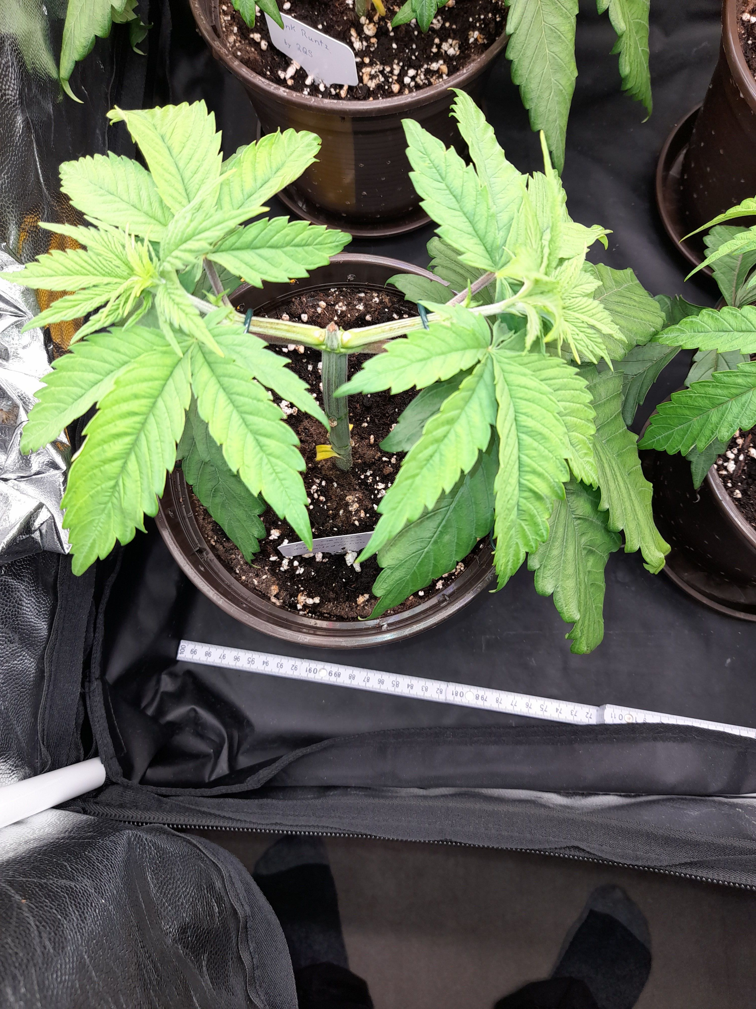 Fat Gorilla growlog photo 51