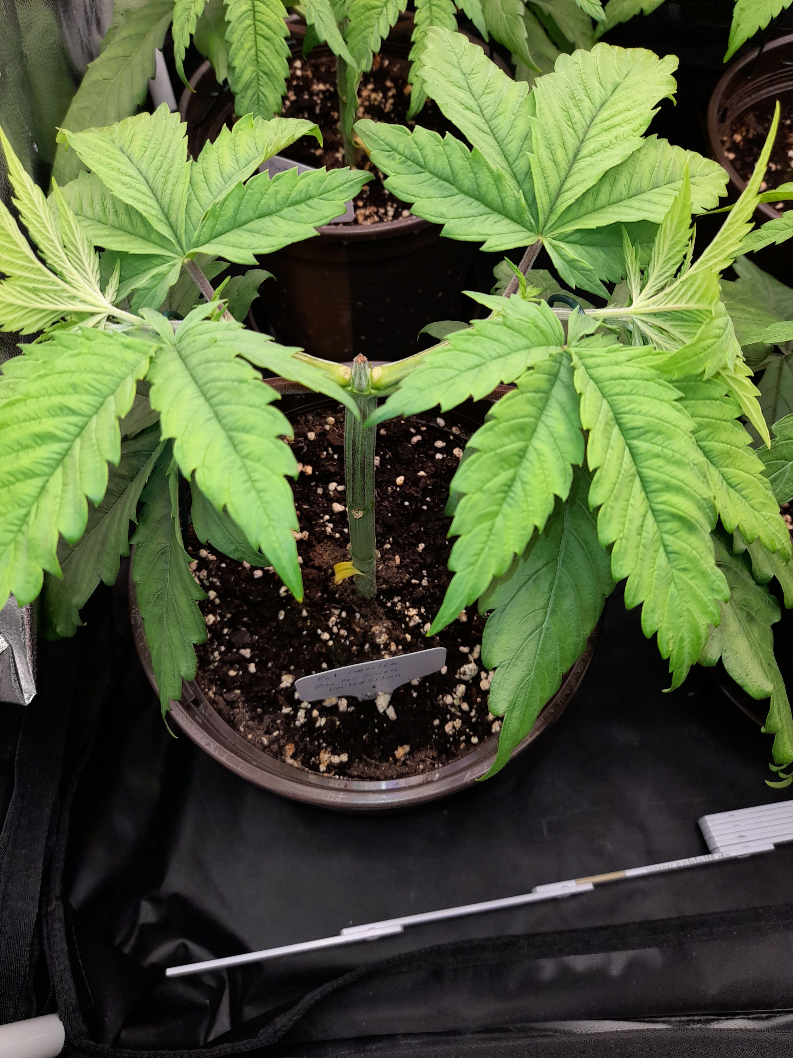 Fat Gorilla growlog photo 52