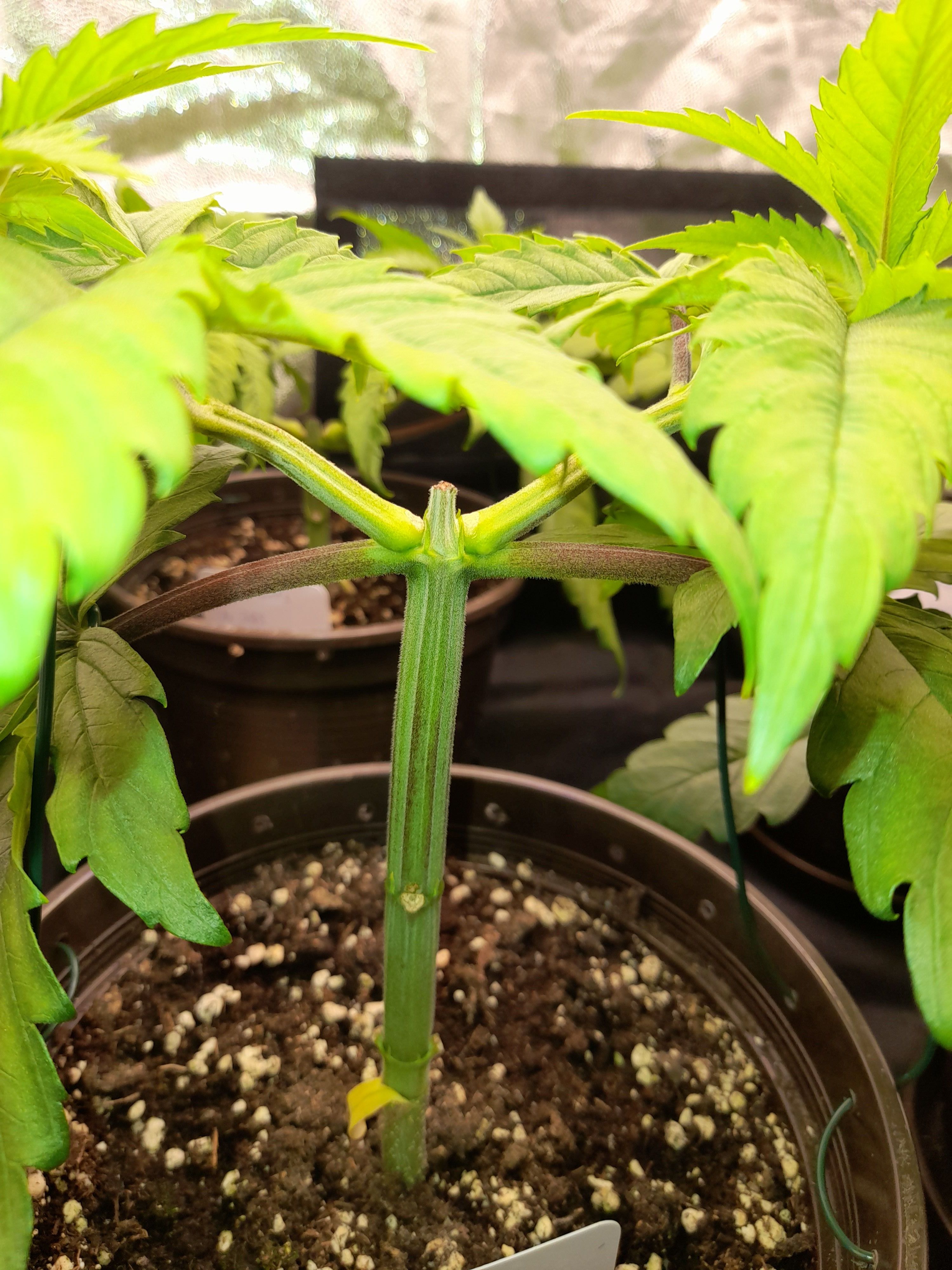 Fat Gorilla growlog photo 54