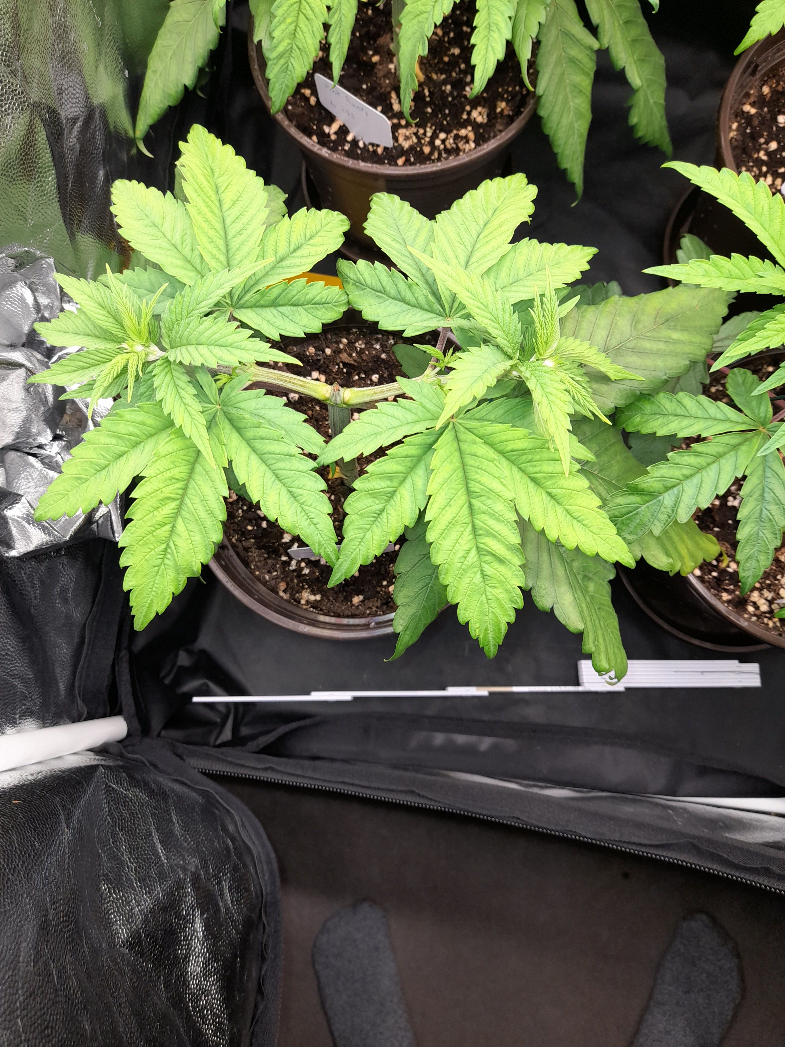 Fat Gorilla growlog photo 53